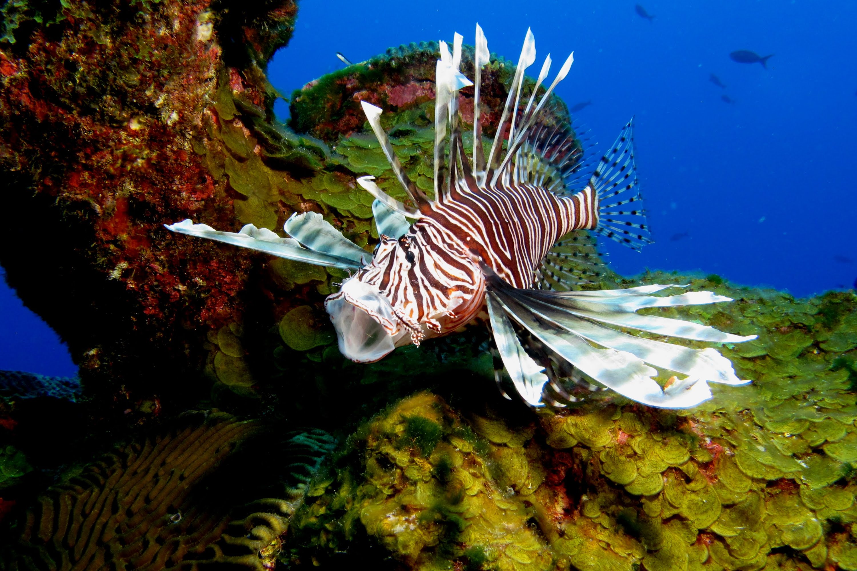 Your Earth is Blue: Lionfish - Terror of the Coral Reefs, Part 3 ...