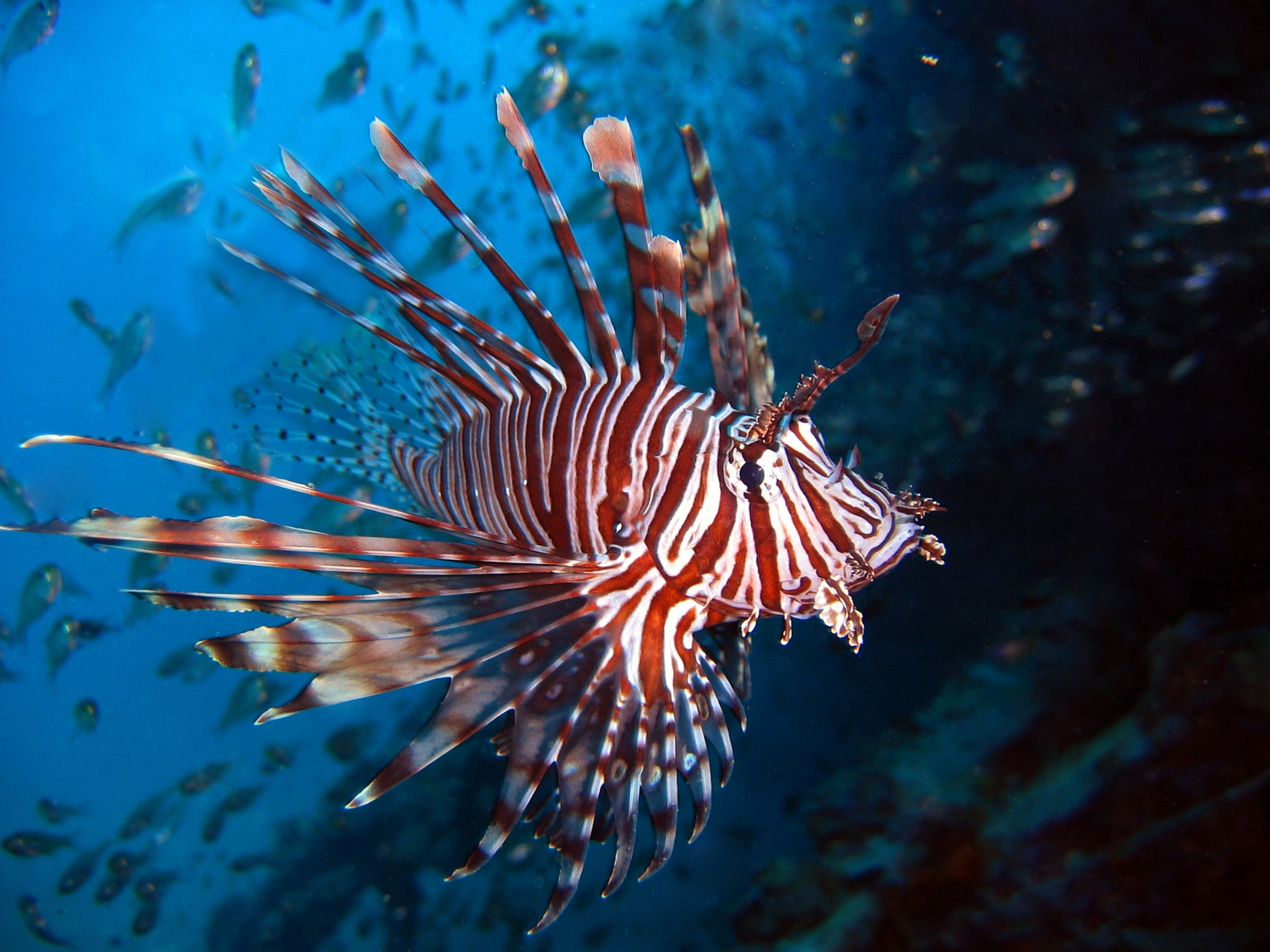 The Lion Fish is a problem to the coral reefs of Bonaire.