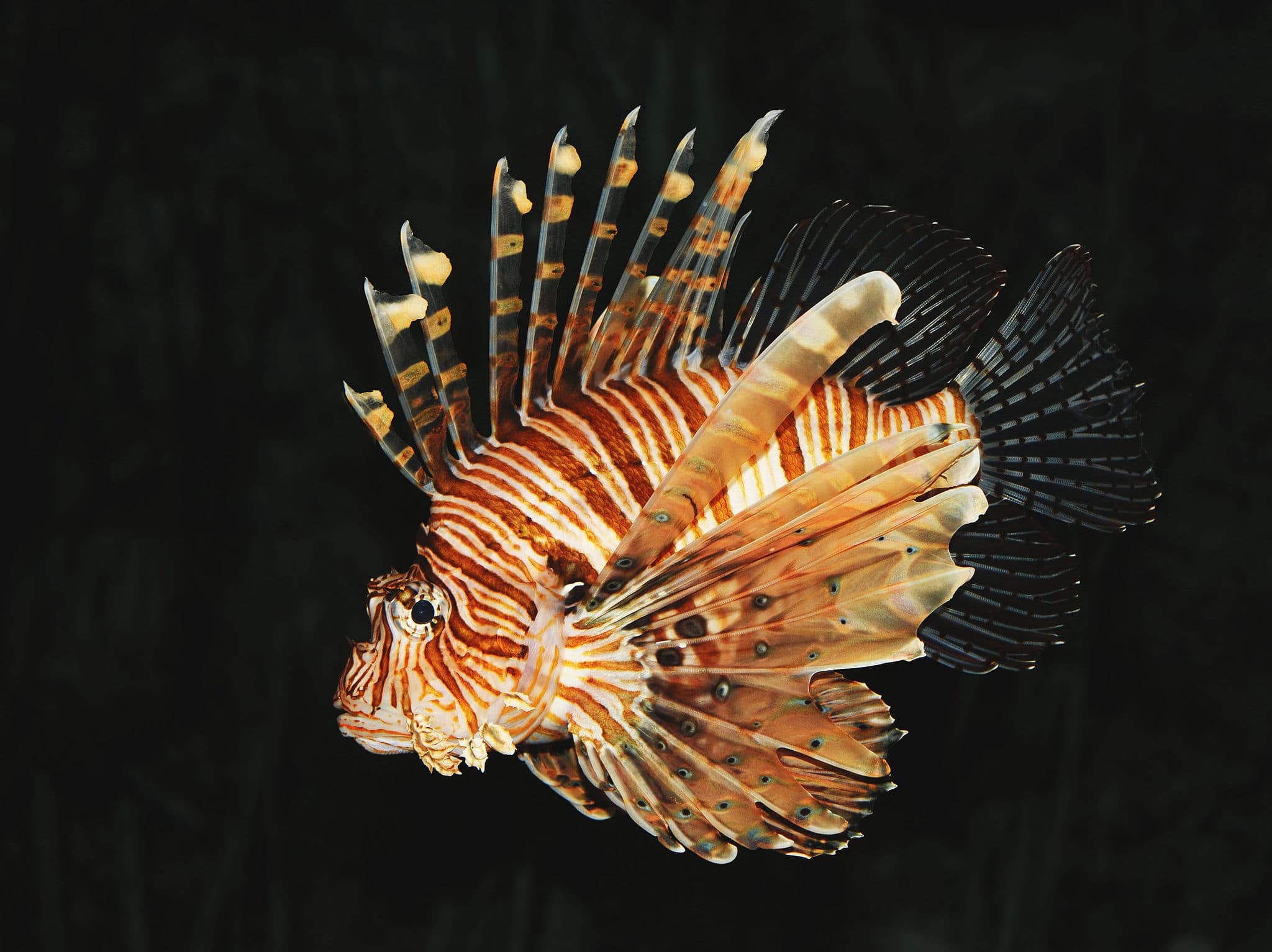 Curacao Aims To Turn Invasive Lionfish Into A Sustainable Industry ...