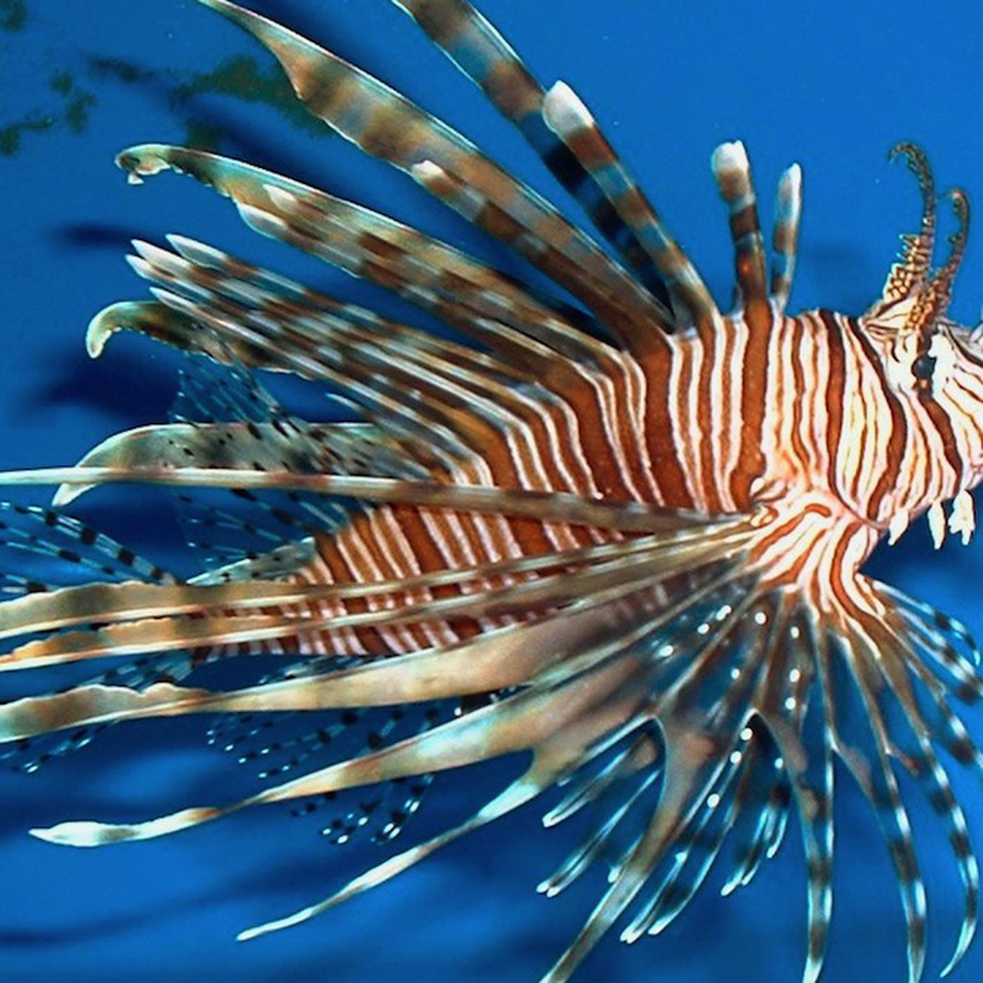 12-year-old scientist helps prove invasive lionfish can survive in ...
