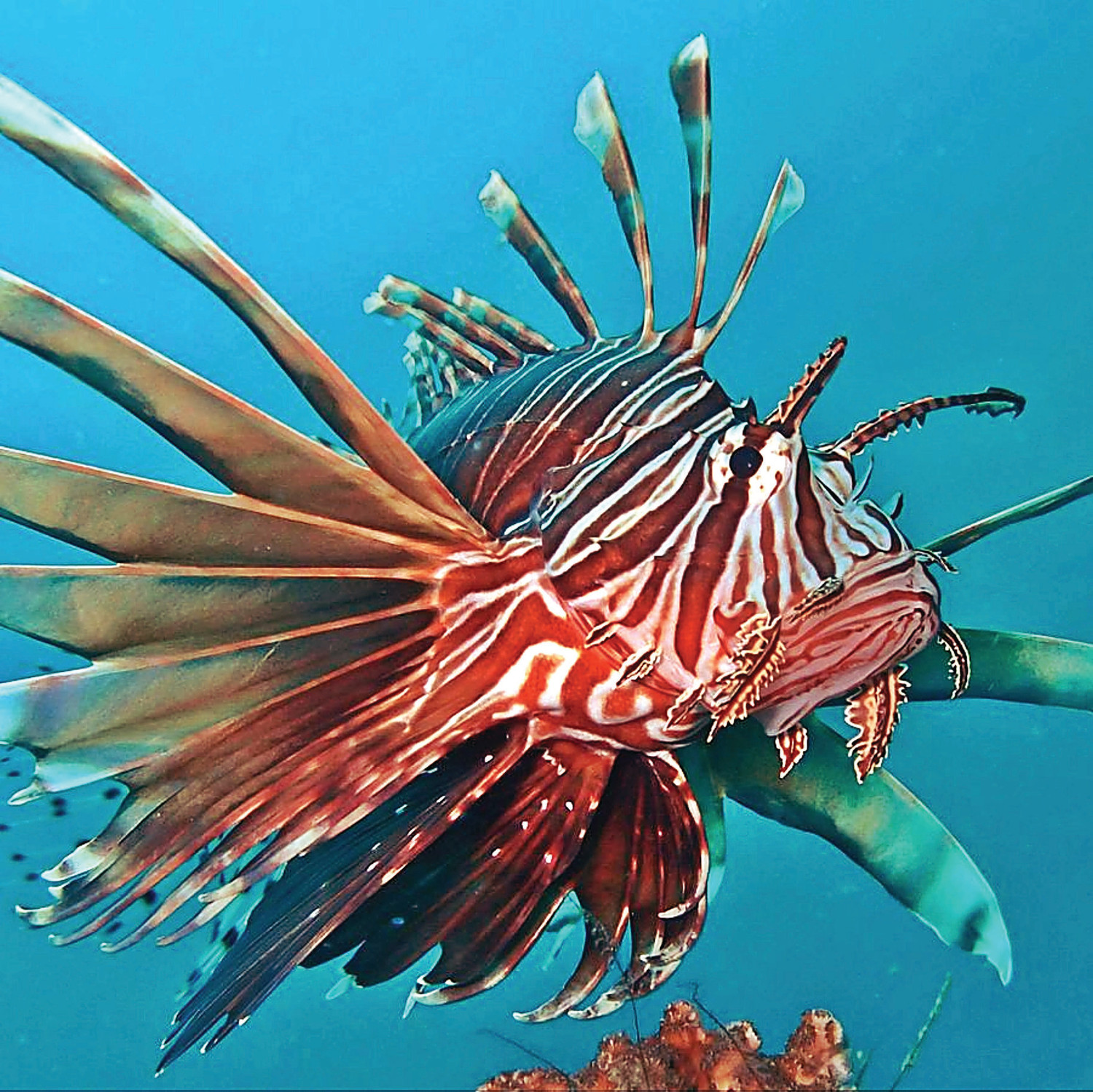 Thom Smith | Naturewatch: Invasive lionfish are delicious, by the ...