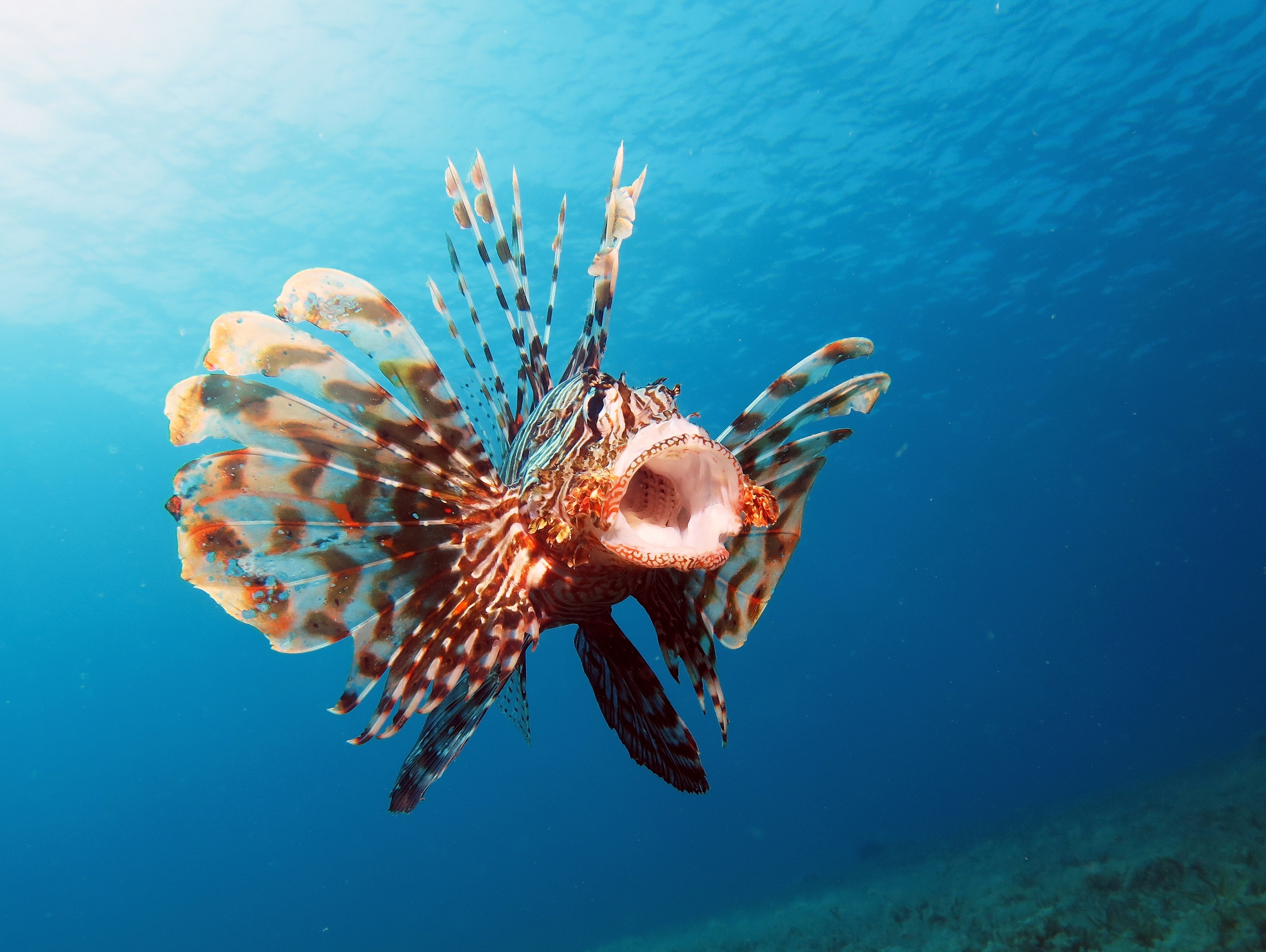 Invasive lionfish are delicious — but is it safe to eat them? | Oceana