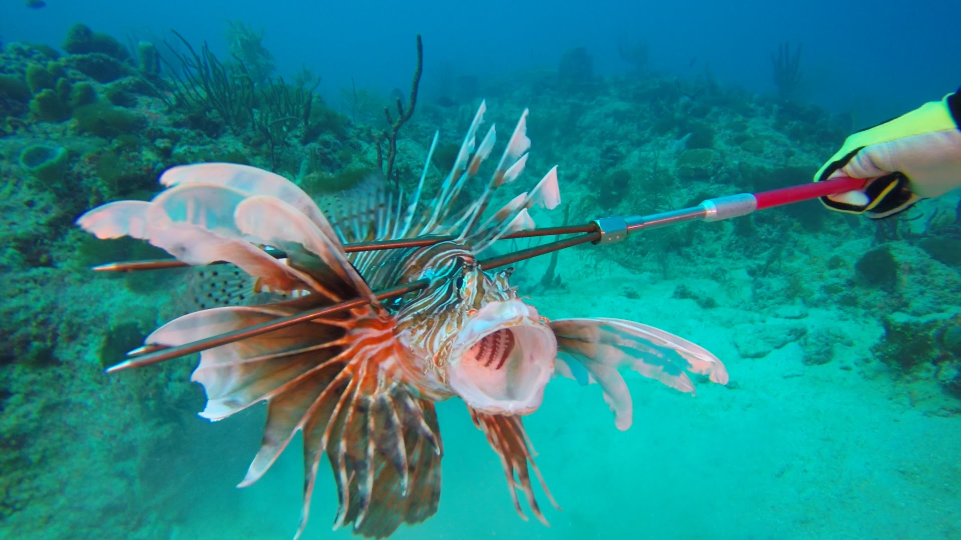 Spearing Lionfish: GoPro: SRP: Ft. Lauderdale - YouTube