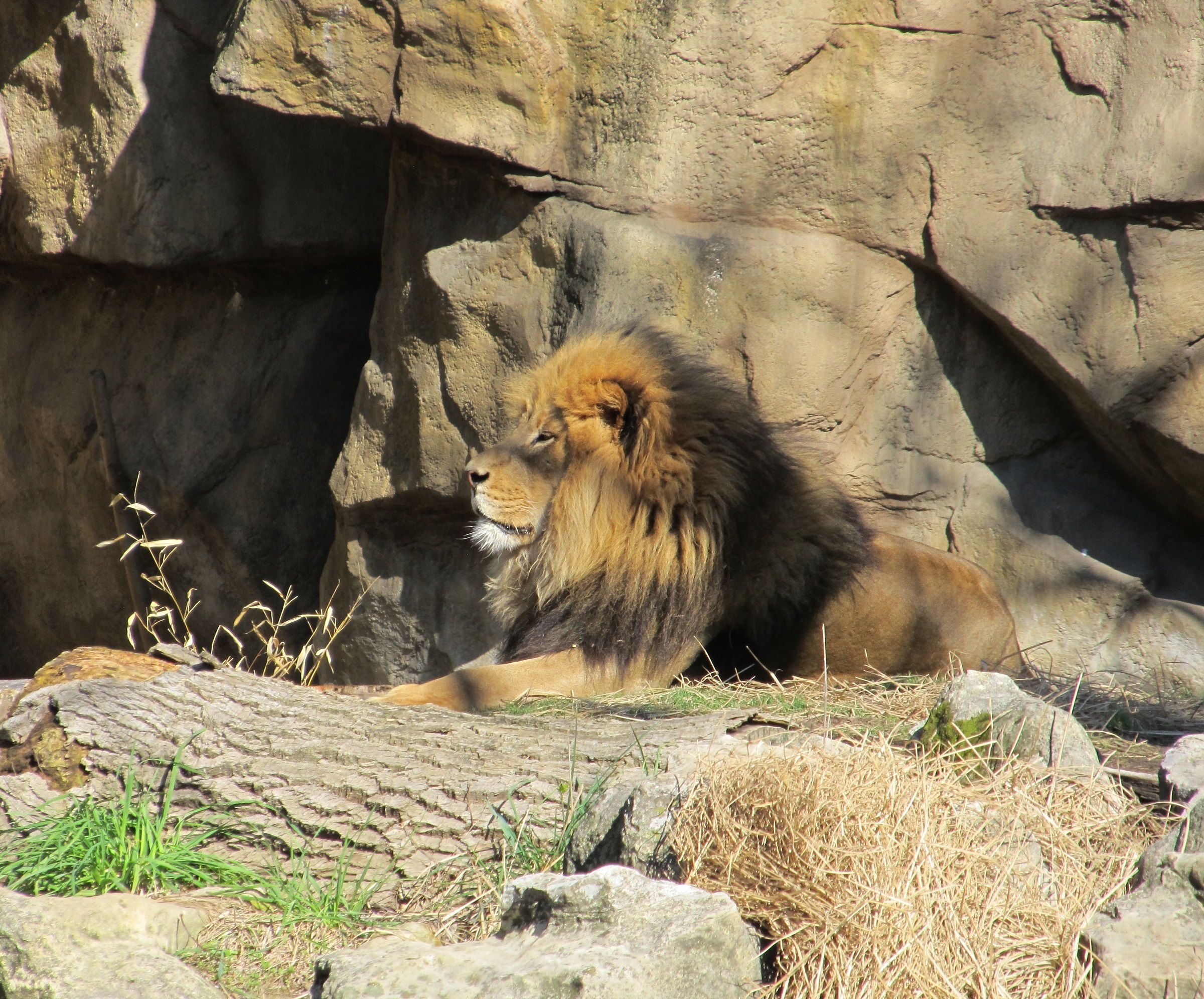 Lion in the zoo photo