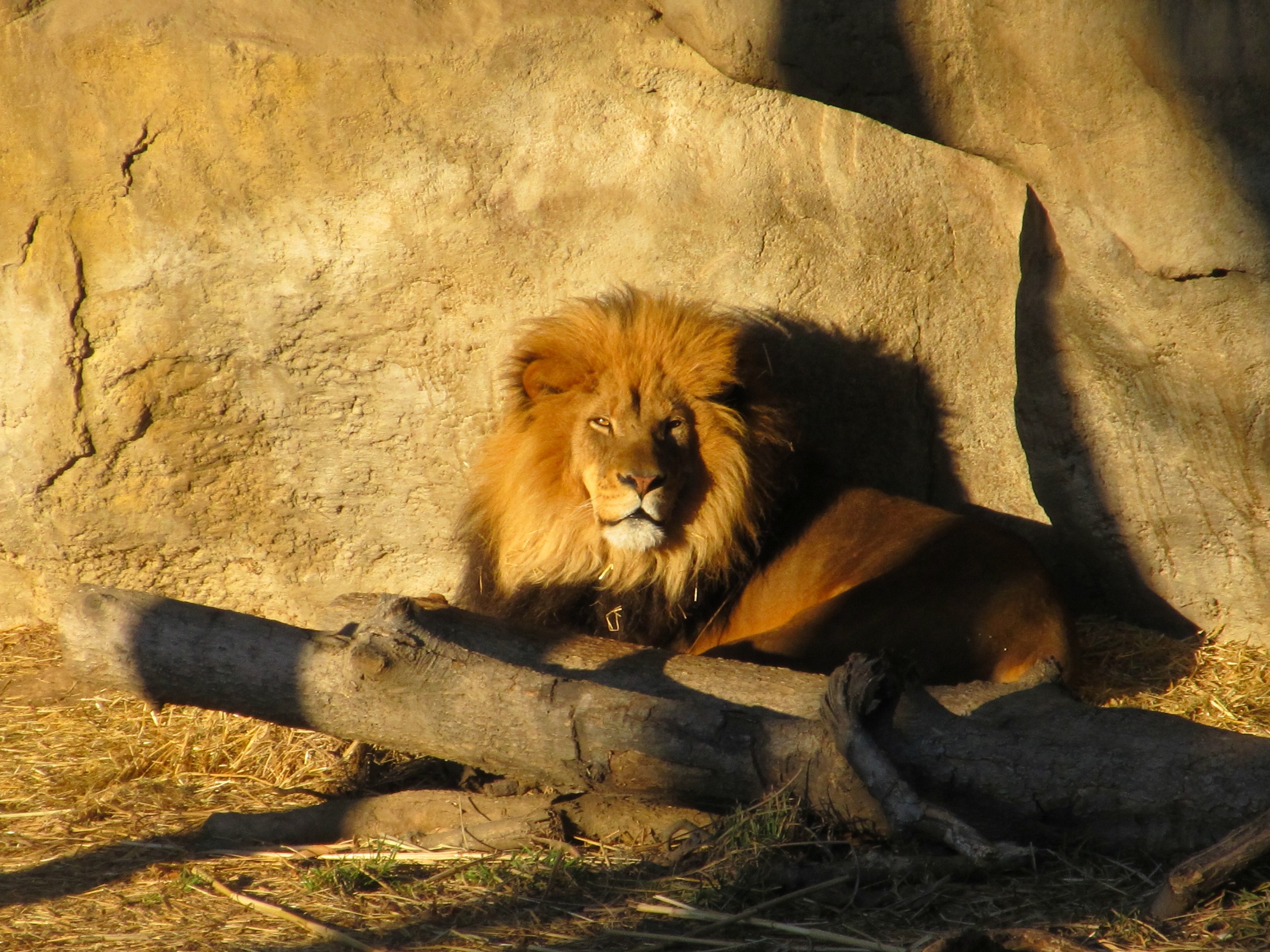 Lion king photo