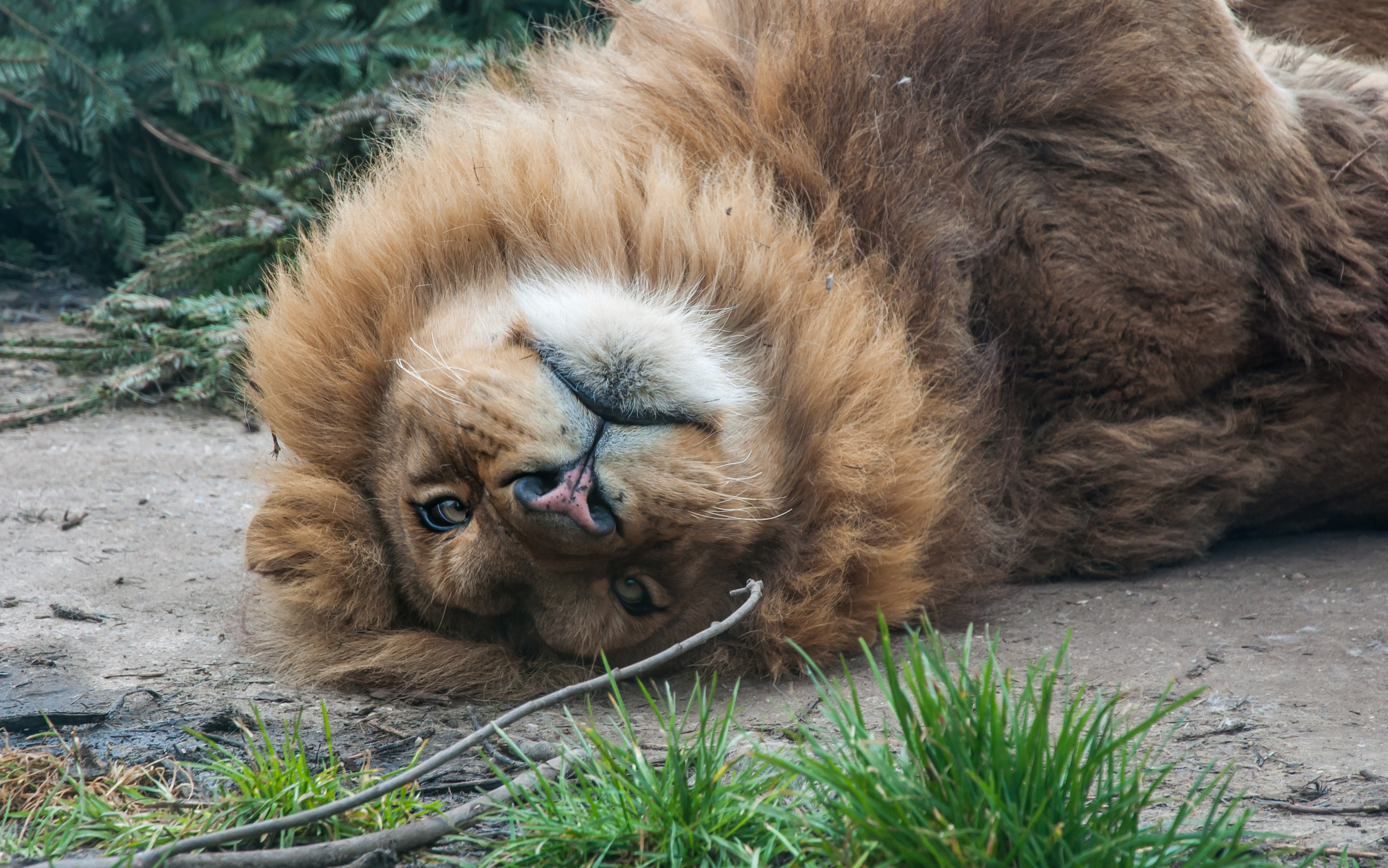 Lion lying down, Adult, Safari, Male, Mane, HQ Photo