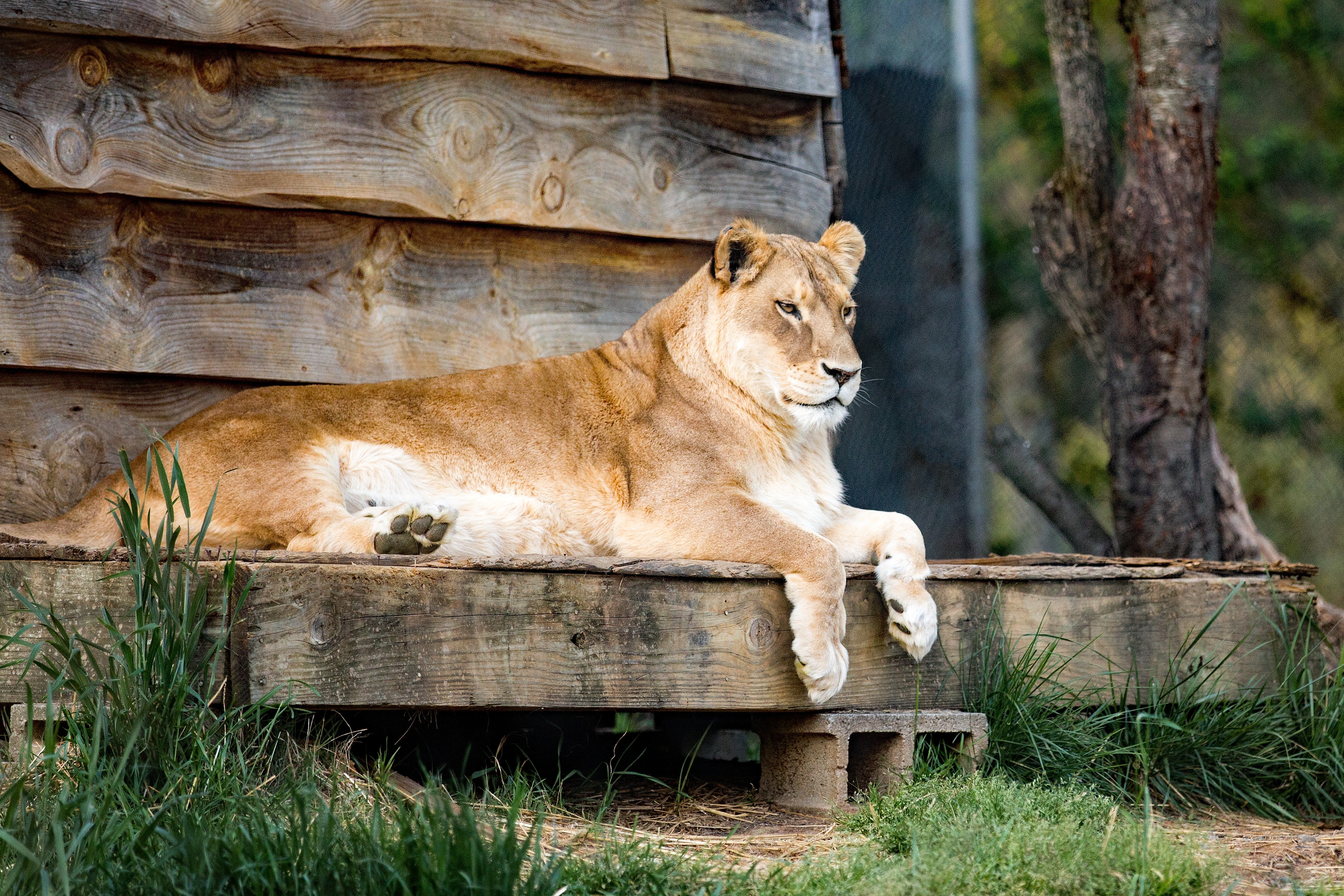 Lion on wood photo