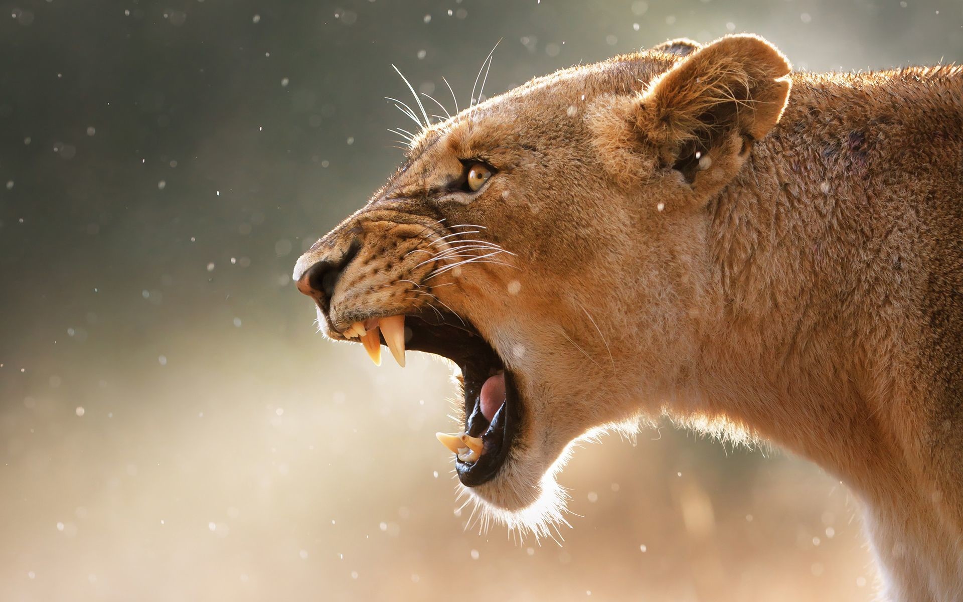 Lion roaring photo