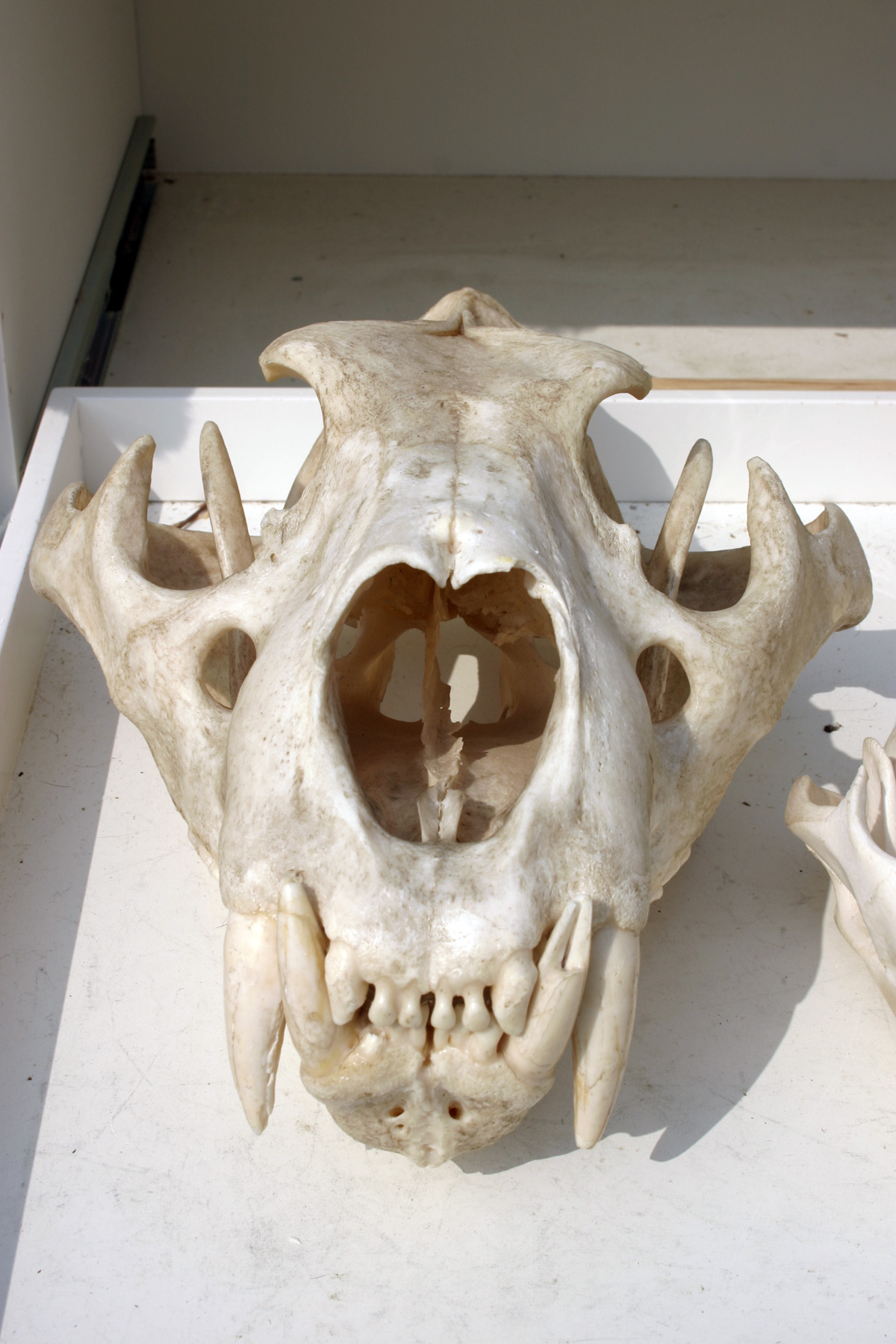 Lion skull photo