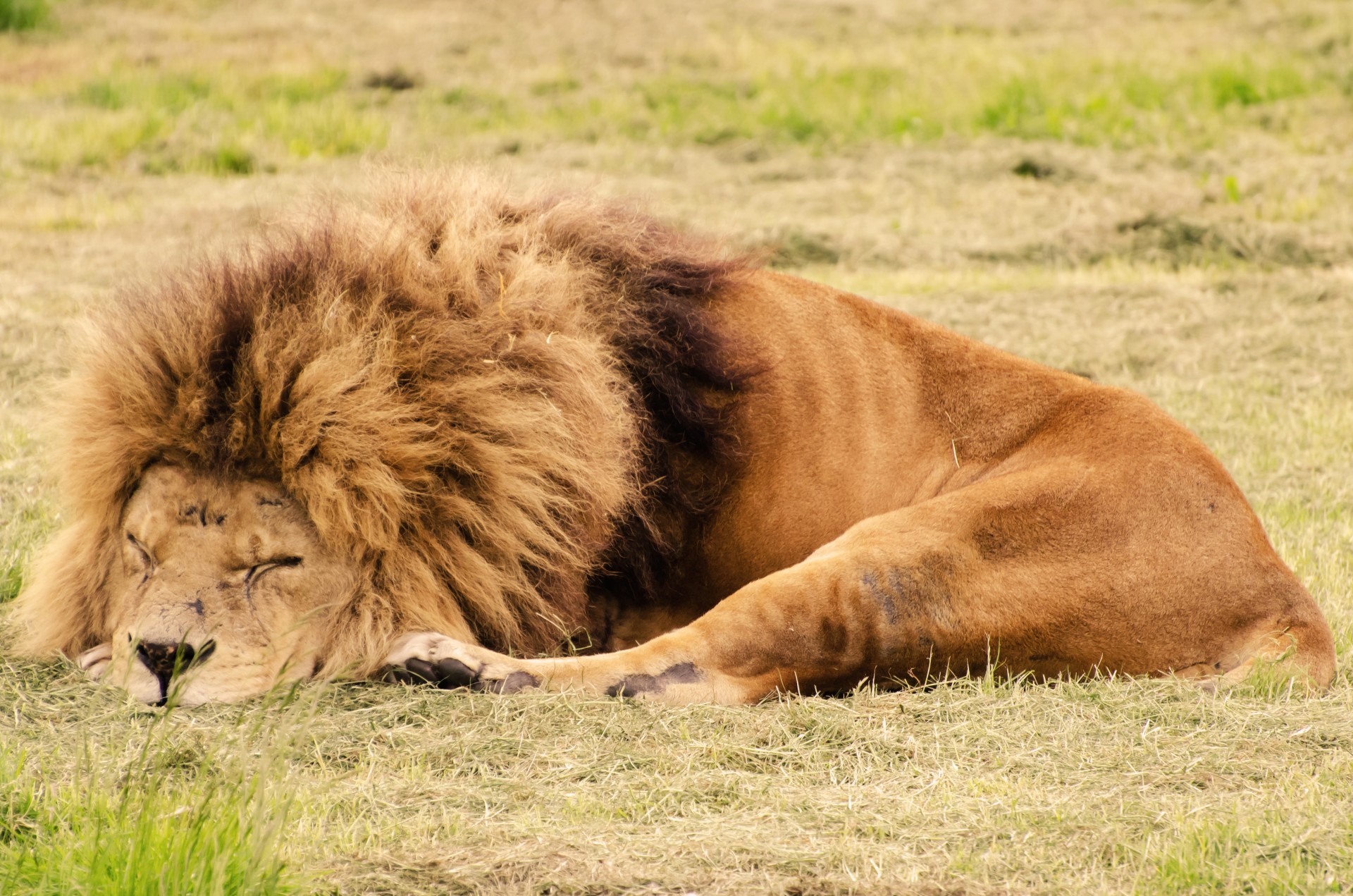 Lion sleeping photo