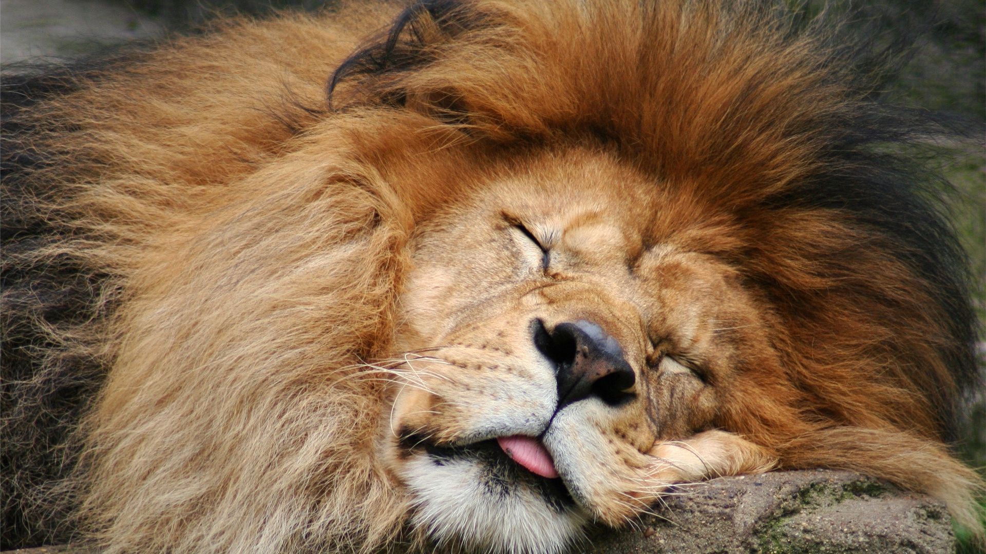 lion sleeping - Google Search | Animals | Pinterest | Lions and Animal