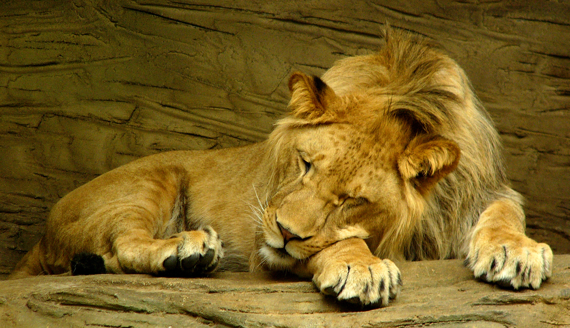 File:Sleeping lion.jpg - Wikimedia Commons