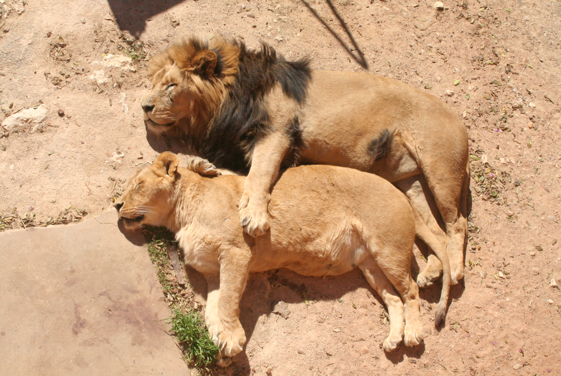 Sleeping With Lions – National Geographic Blog