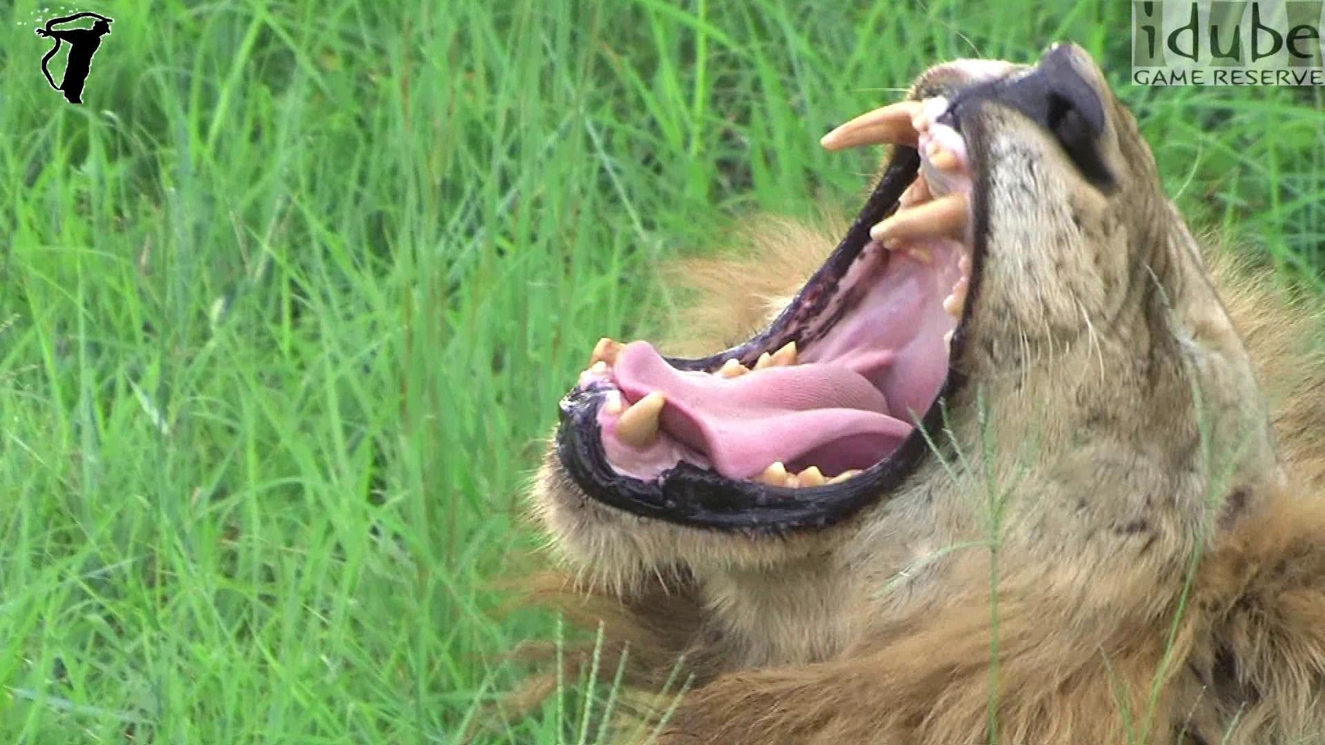 Male Lion Yawning - YouTube