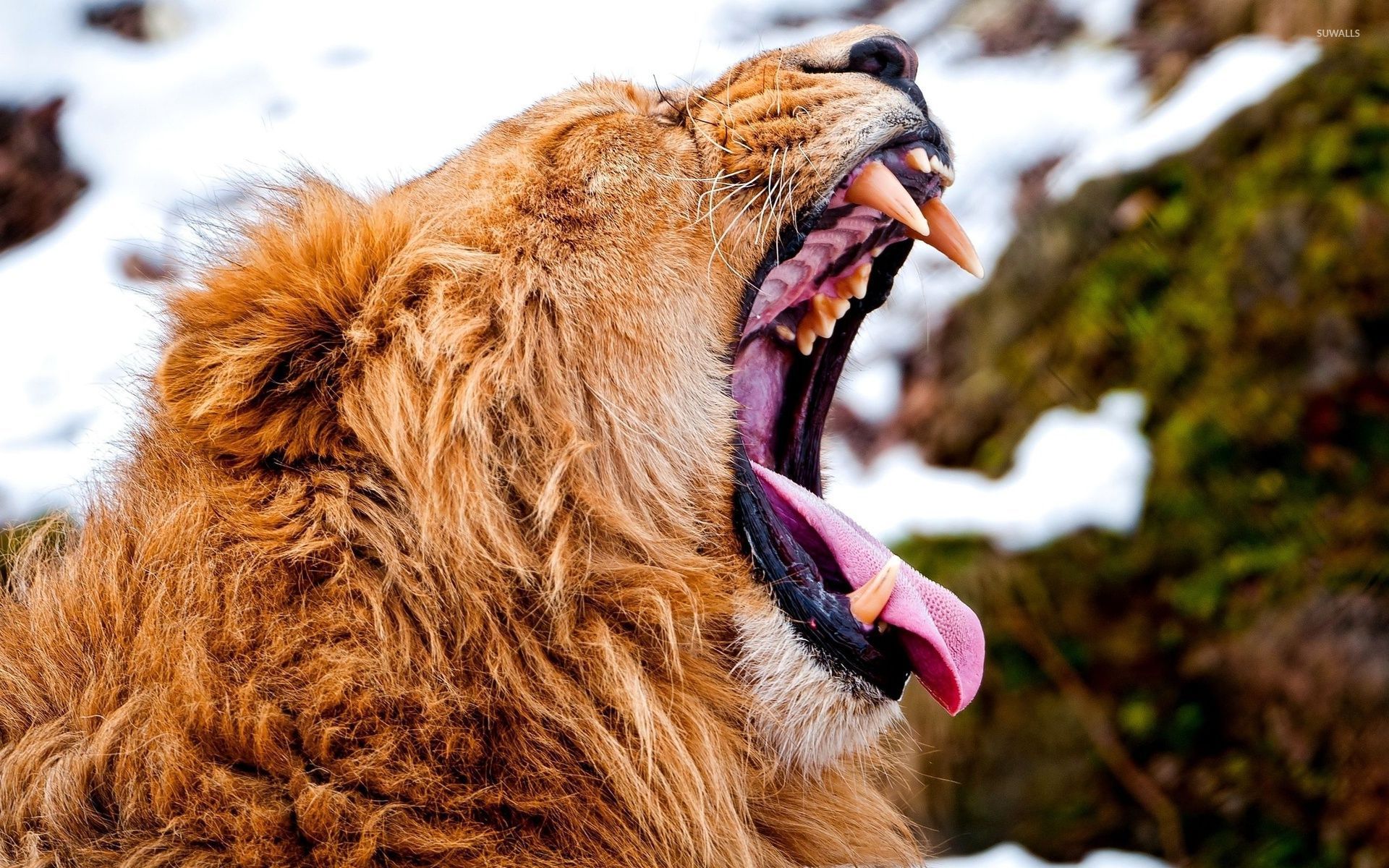 Yawning lion wallpaper - Animal wallpapers - #49323