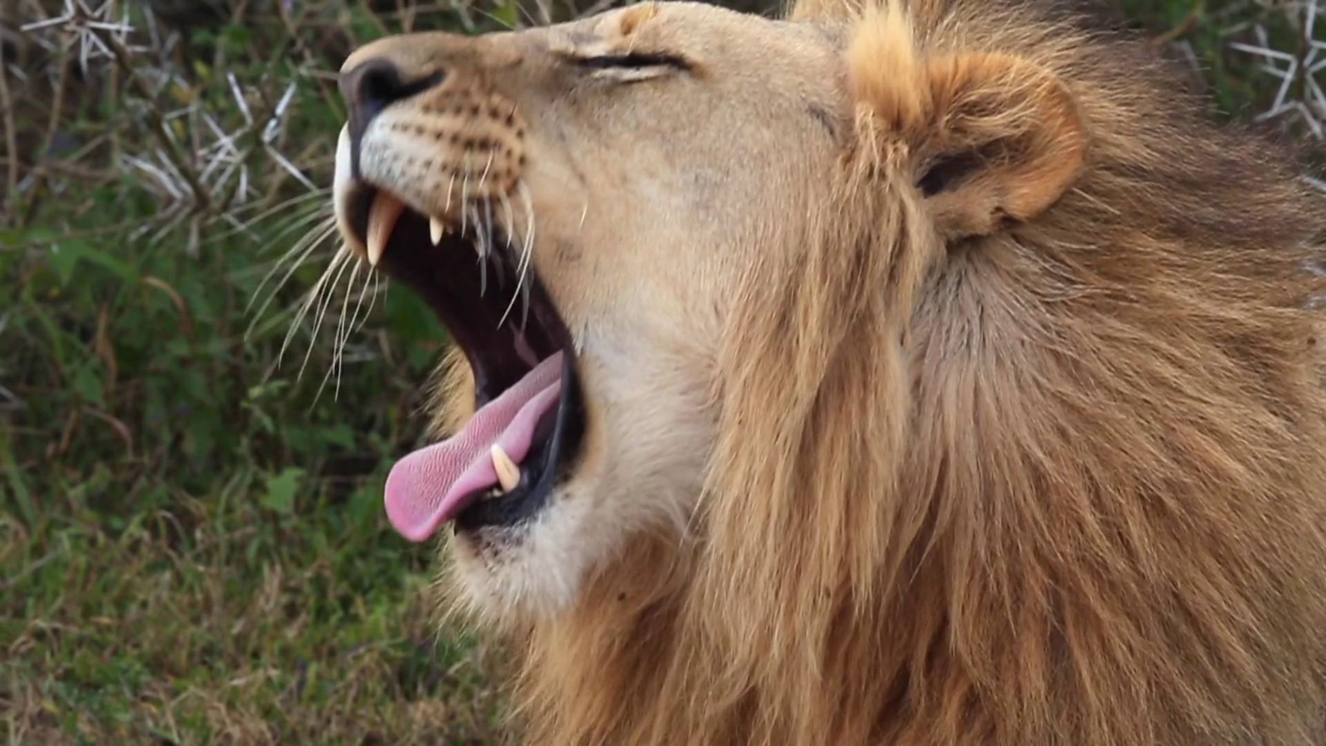 Sleepy Lion Yawning Stock Video Footage - VideoBlocks