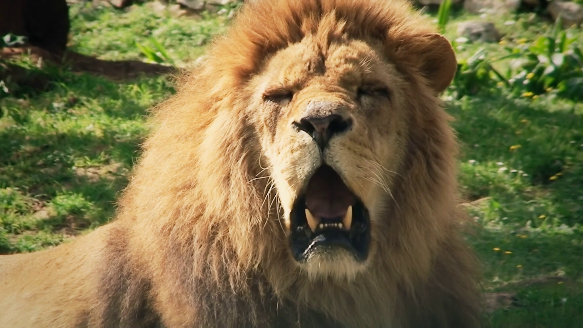 Lion Yawning. A lion yawning, Close-up shot. Stock Video Footage ...