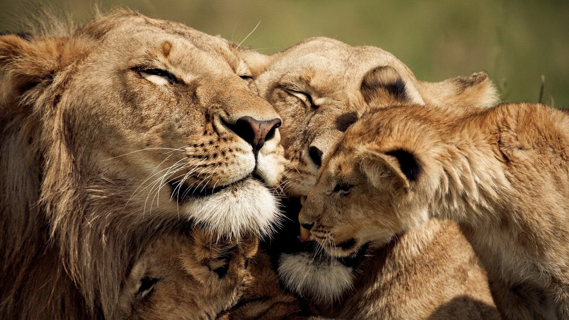 Lion's pride photo