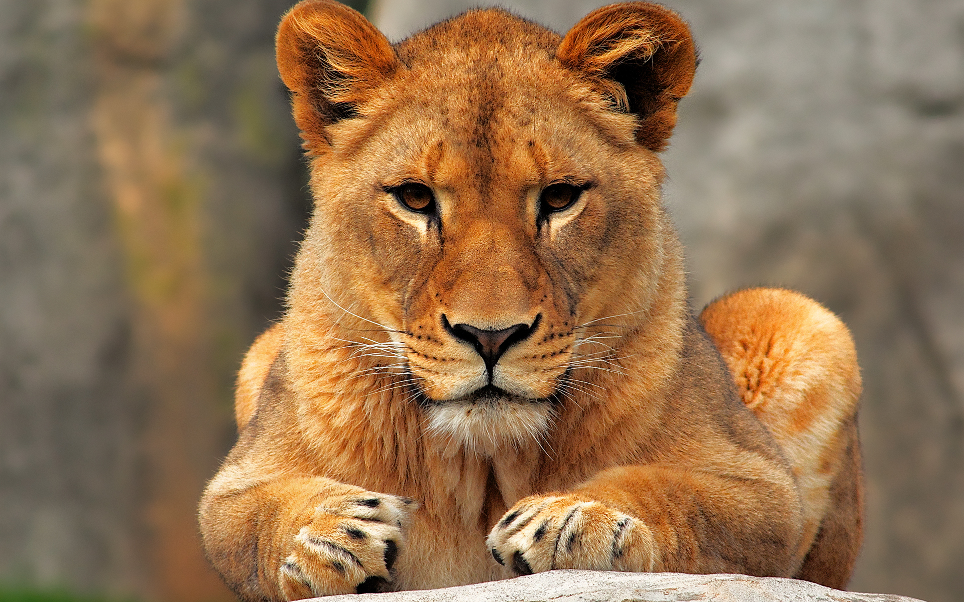 Ladies I Love: L is for Lioness, badass hunter and watchful guardian ...