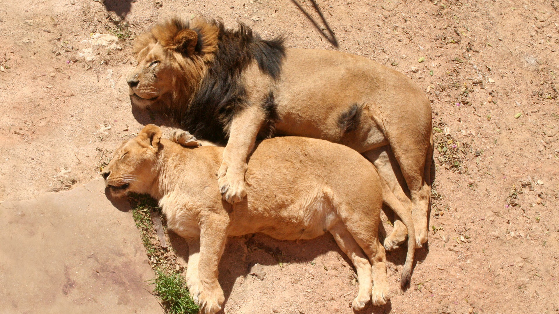 Download Wallpaper 1920x1080 lions, couple, lioness, lion, sleeping ...