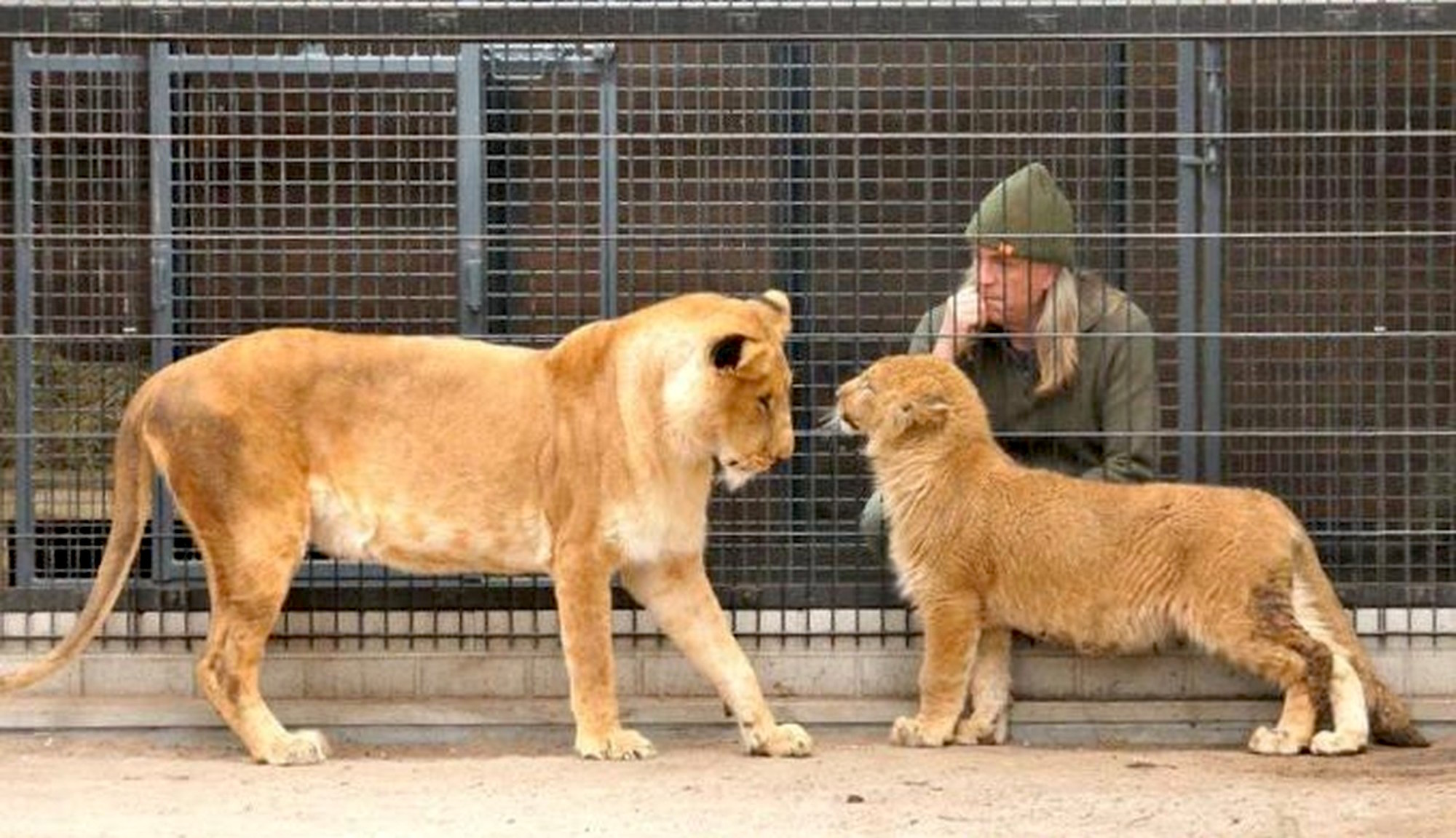 When This Rescued Lioness and Lion Cub First Met, What Happened Went ...
