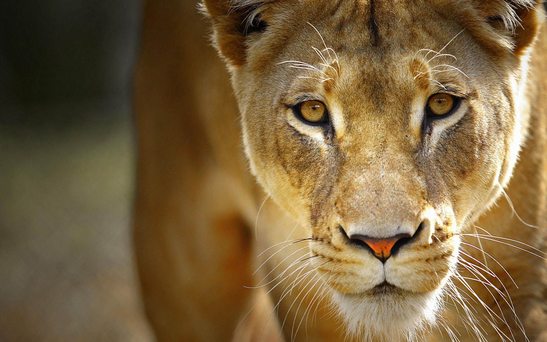 Ladies I Love: L is for Lioness, badass hunter and watchful guardian ...