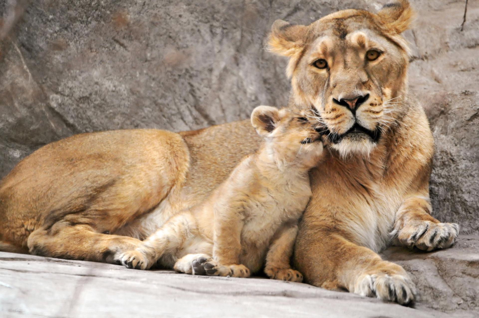 Lioness Image 14338 - HDWPro