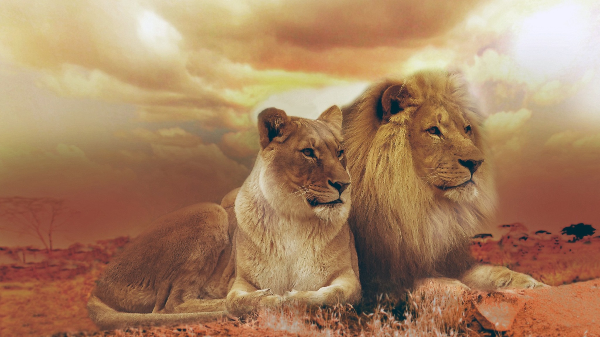 2048x1152 Lion and Lioness 2048x1152 Resolution HD 4k Wallpapers ...