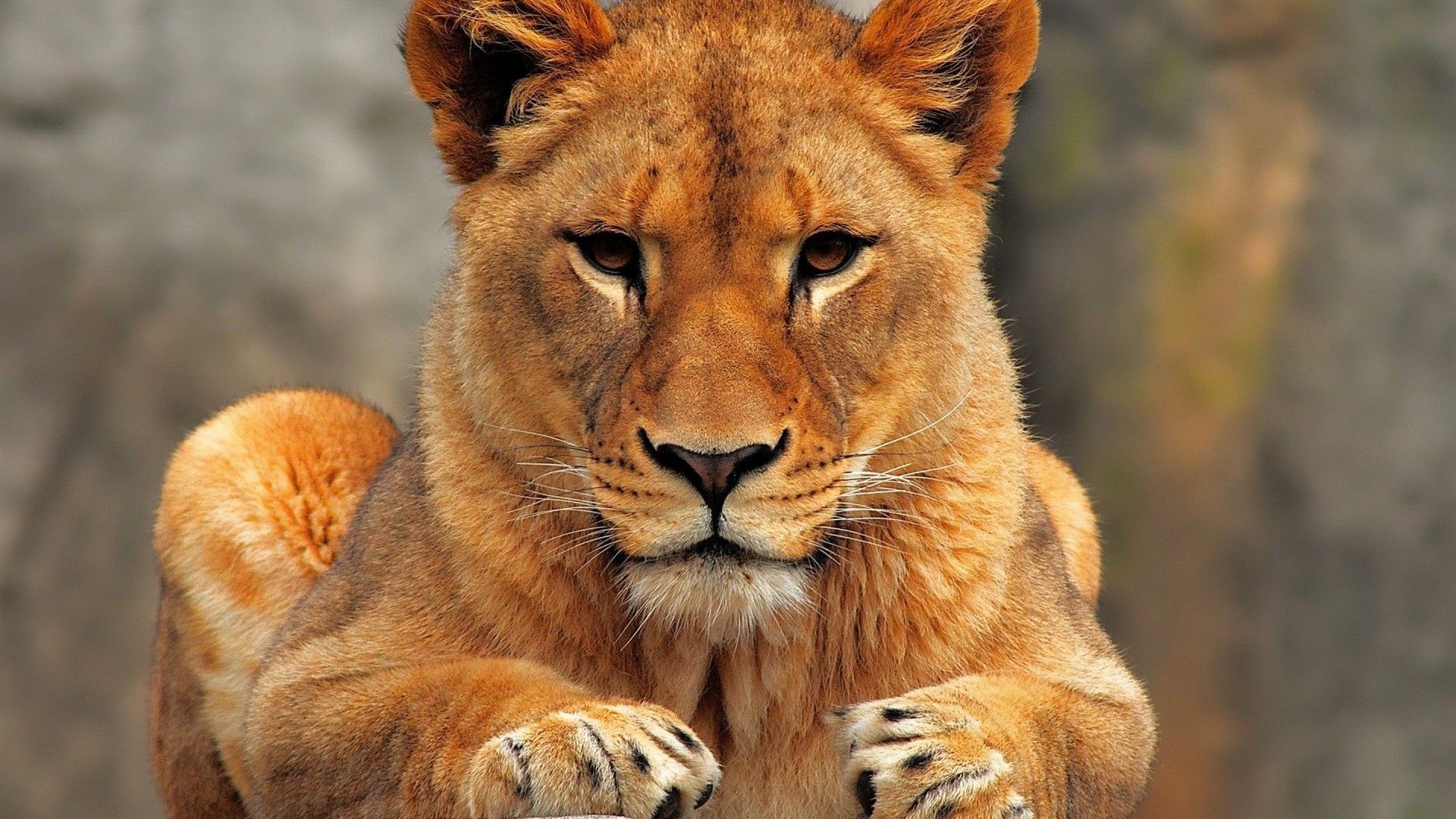Beautiful lioness face | Wild cats | Pinterest | Lions, Cat and ...