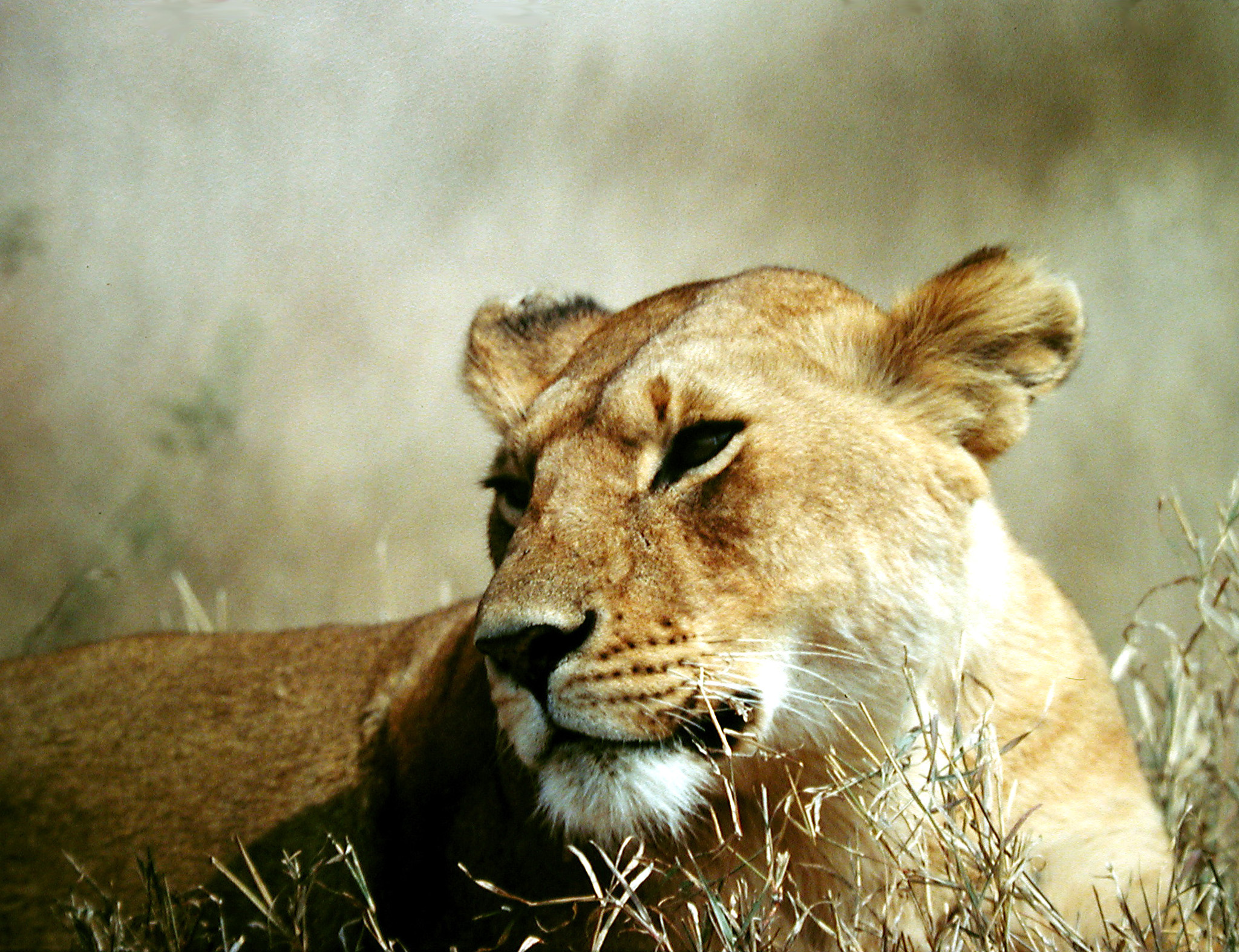 File:Lioness of the Serengeti.JPG - Wikimedia Commons