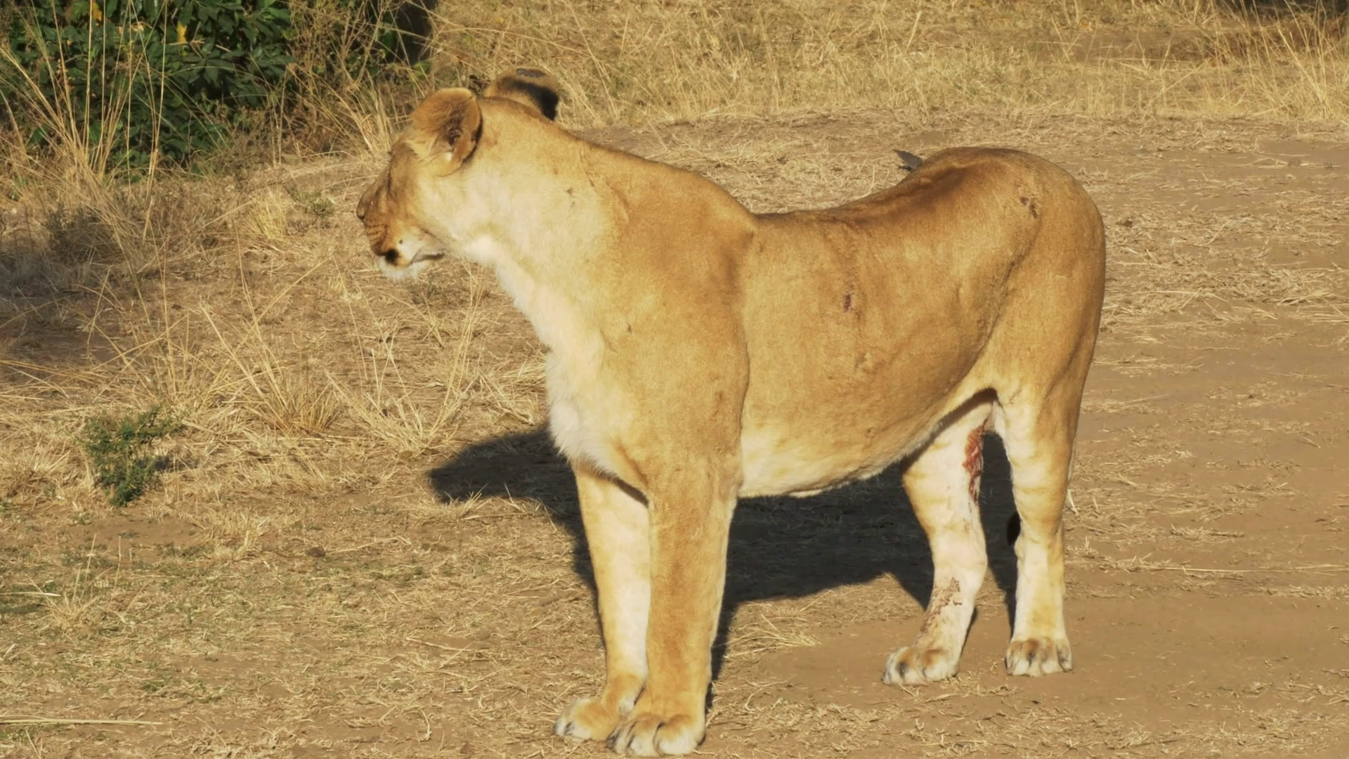 lioness with an injured back leg at calls her cubs at masai mara ...