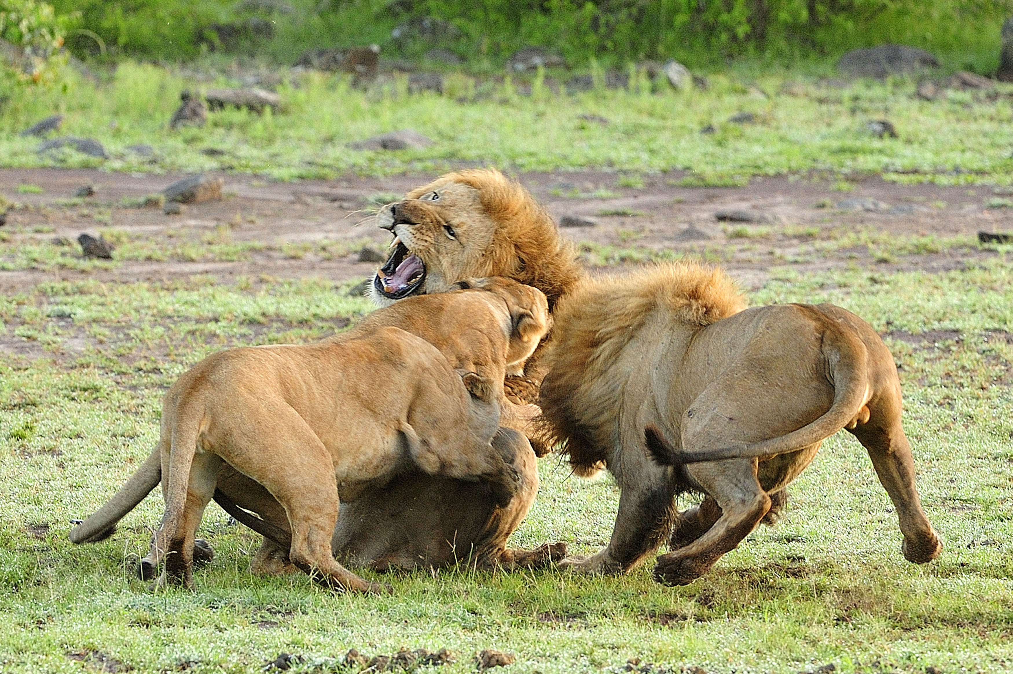 Epic Fight between Lion & Lioness | World Picture News