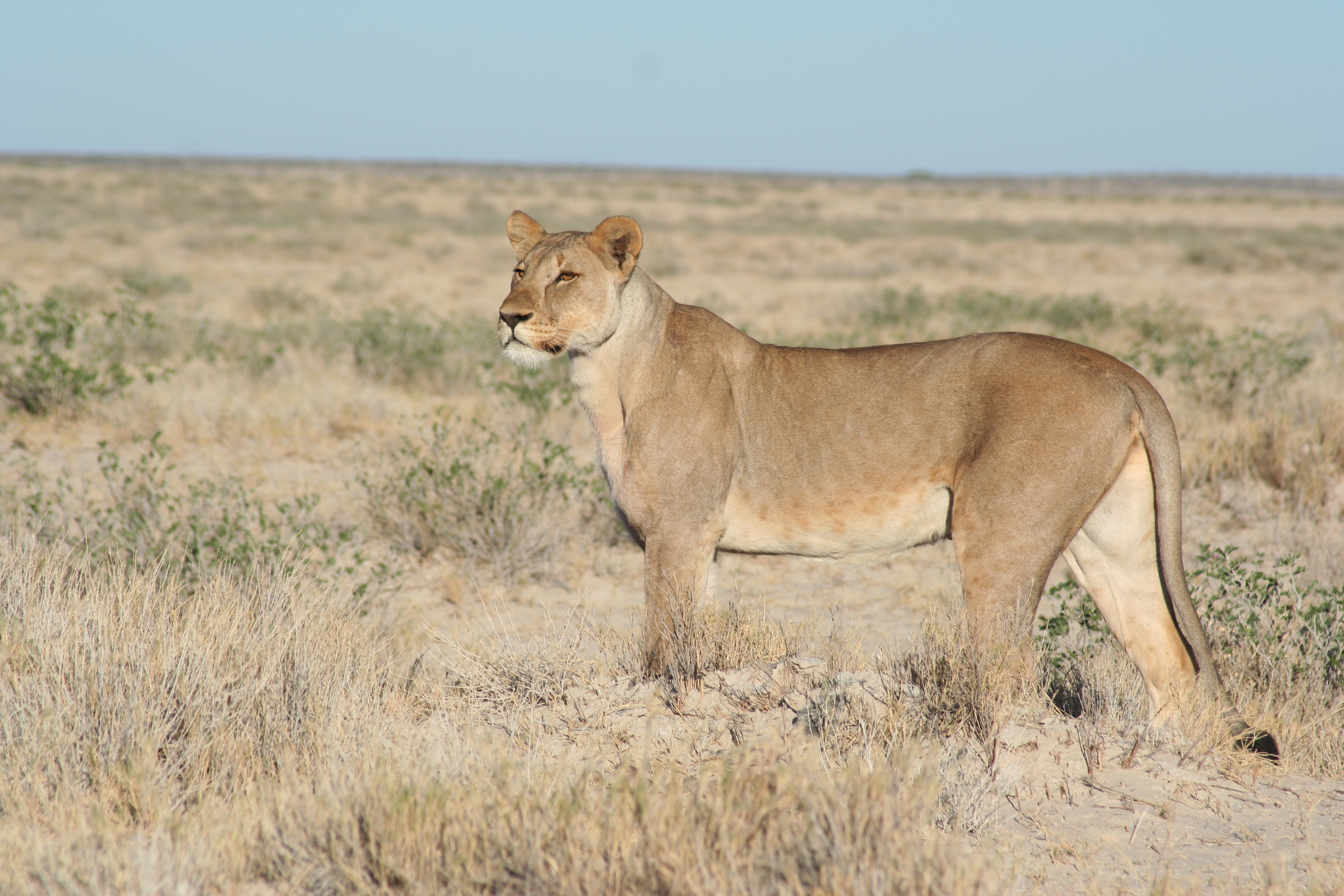 File:Lioness on the prowl.jpg - Wikimedia Commons
