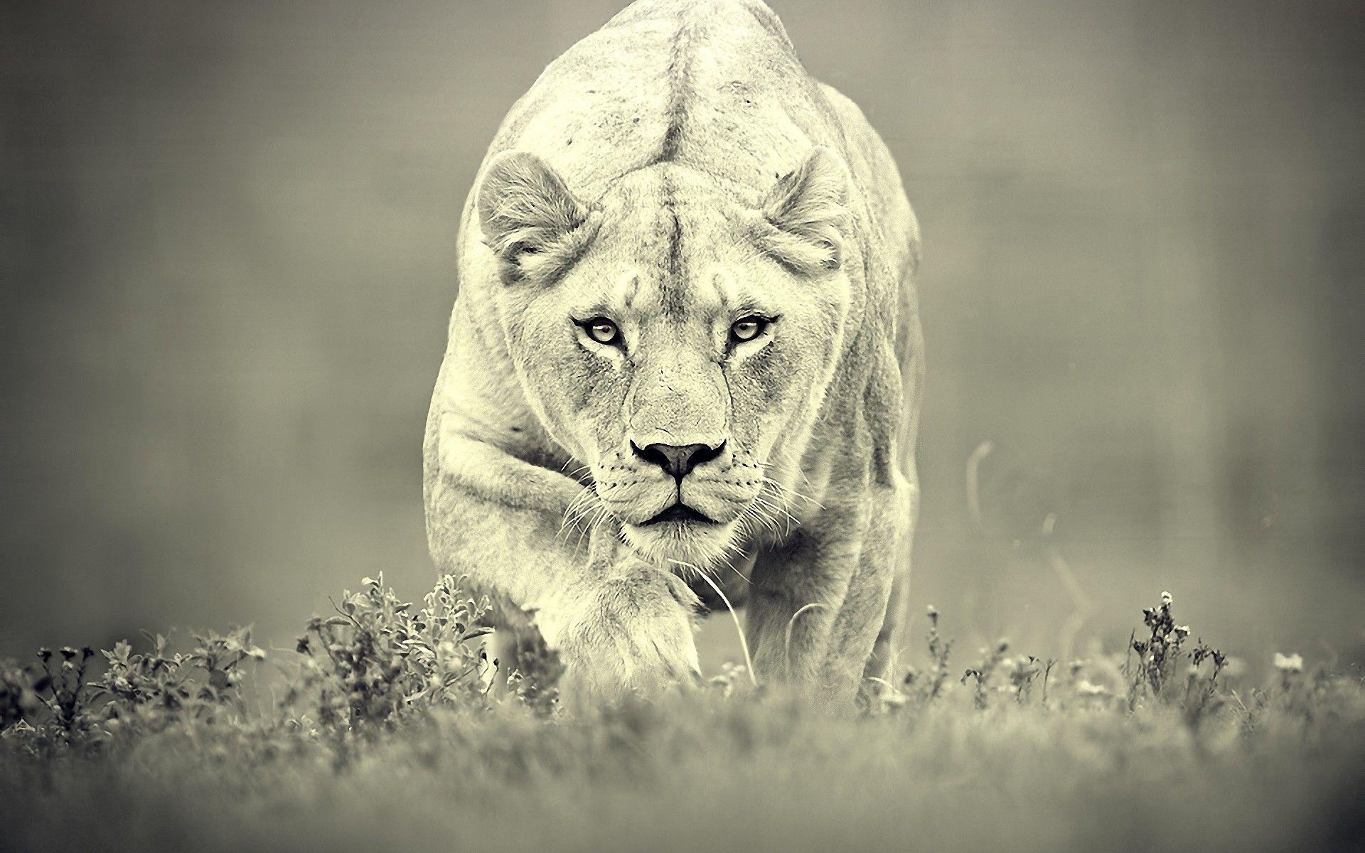 Lioness Backgrounds 14342 - HDWPro