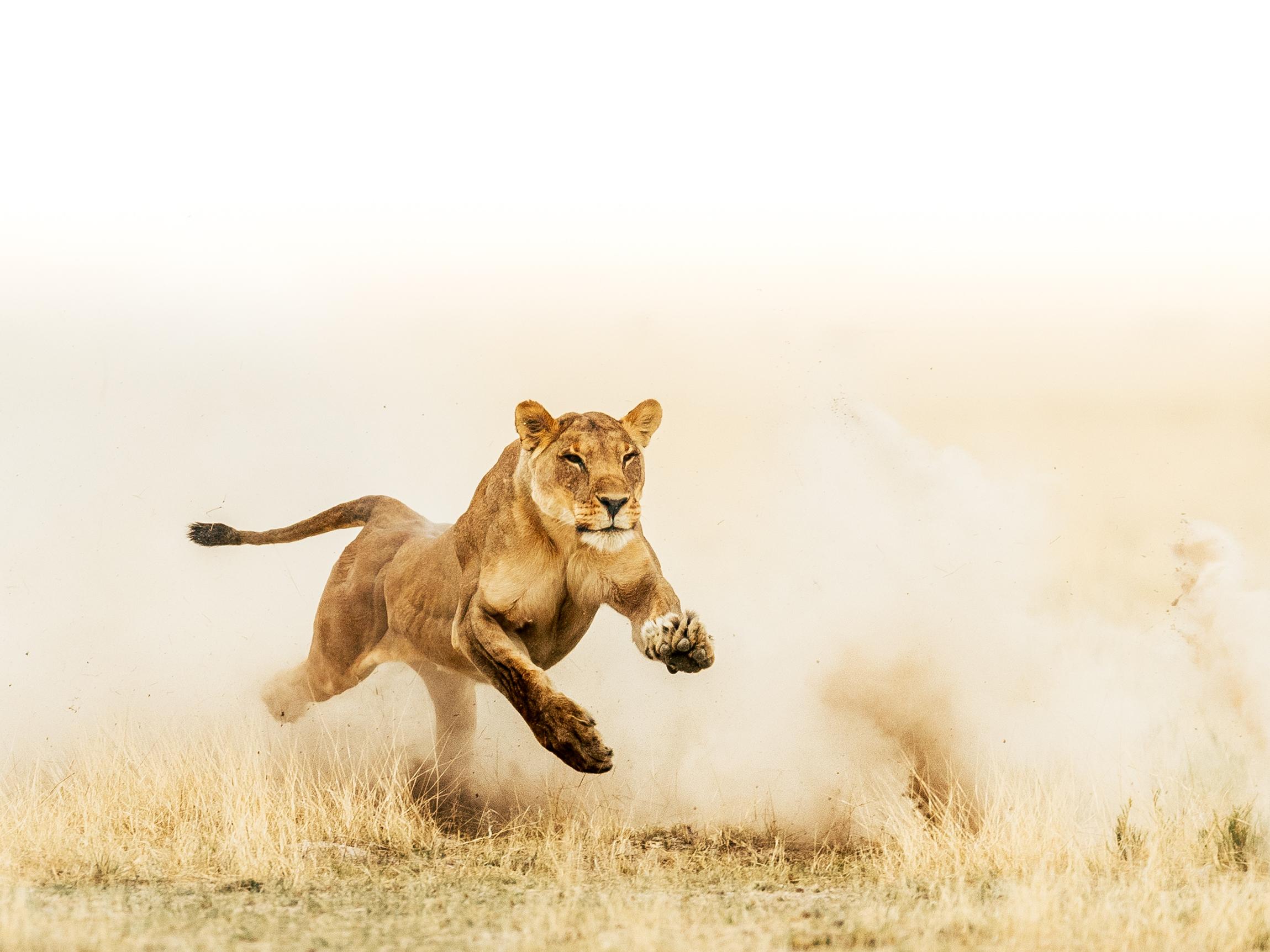 Interesting Photo of the Day: Charging Lioness in Namibia