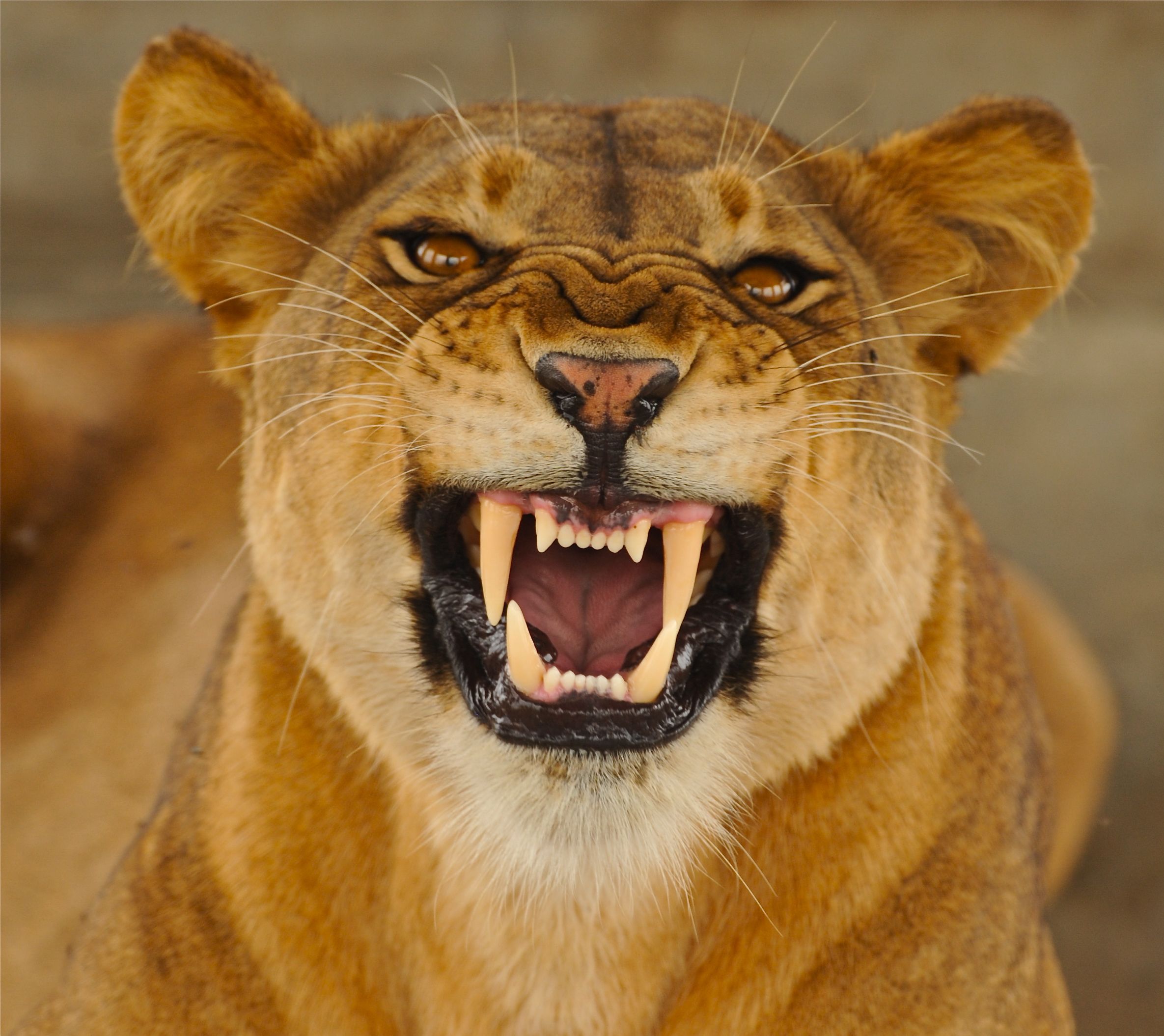 Image gallery for : snarling lioness | dragon | Pinterest | Lions ...