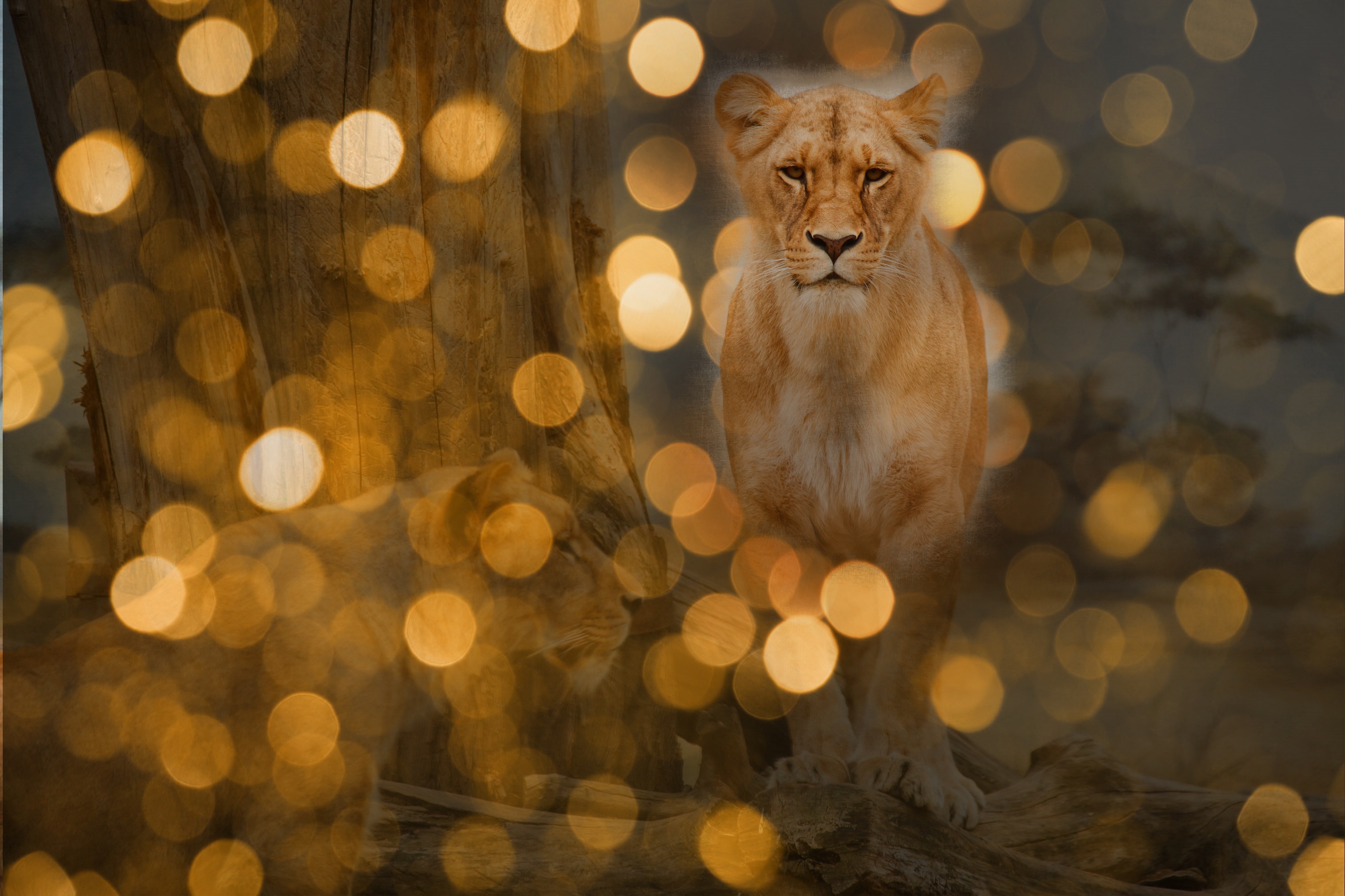 Lioness, Africa, Animal, Edit, Fierce, HQ Photo