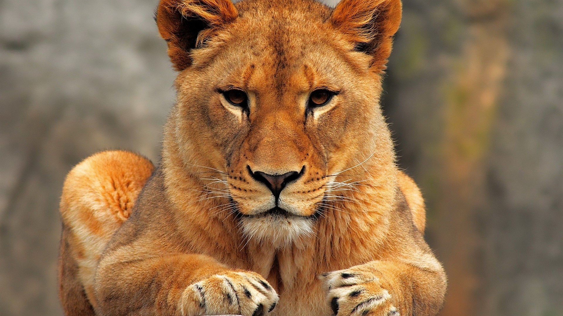 Lioness in closeup photo