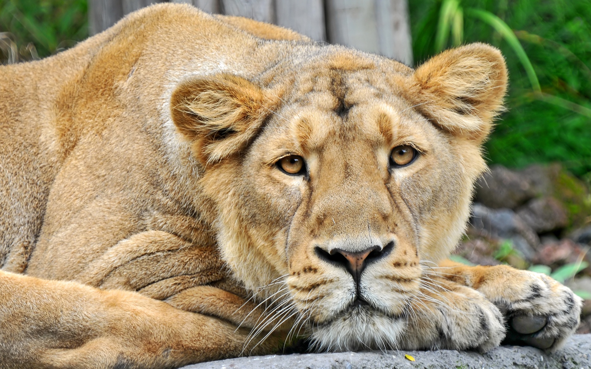 lioness pictures