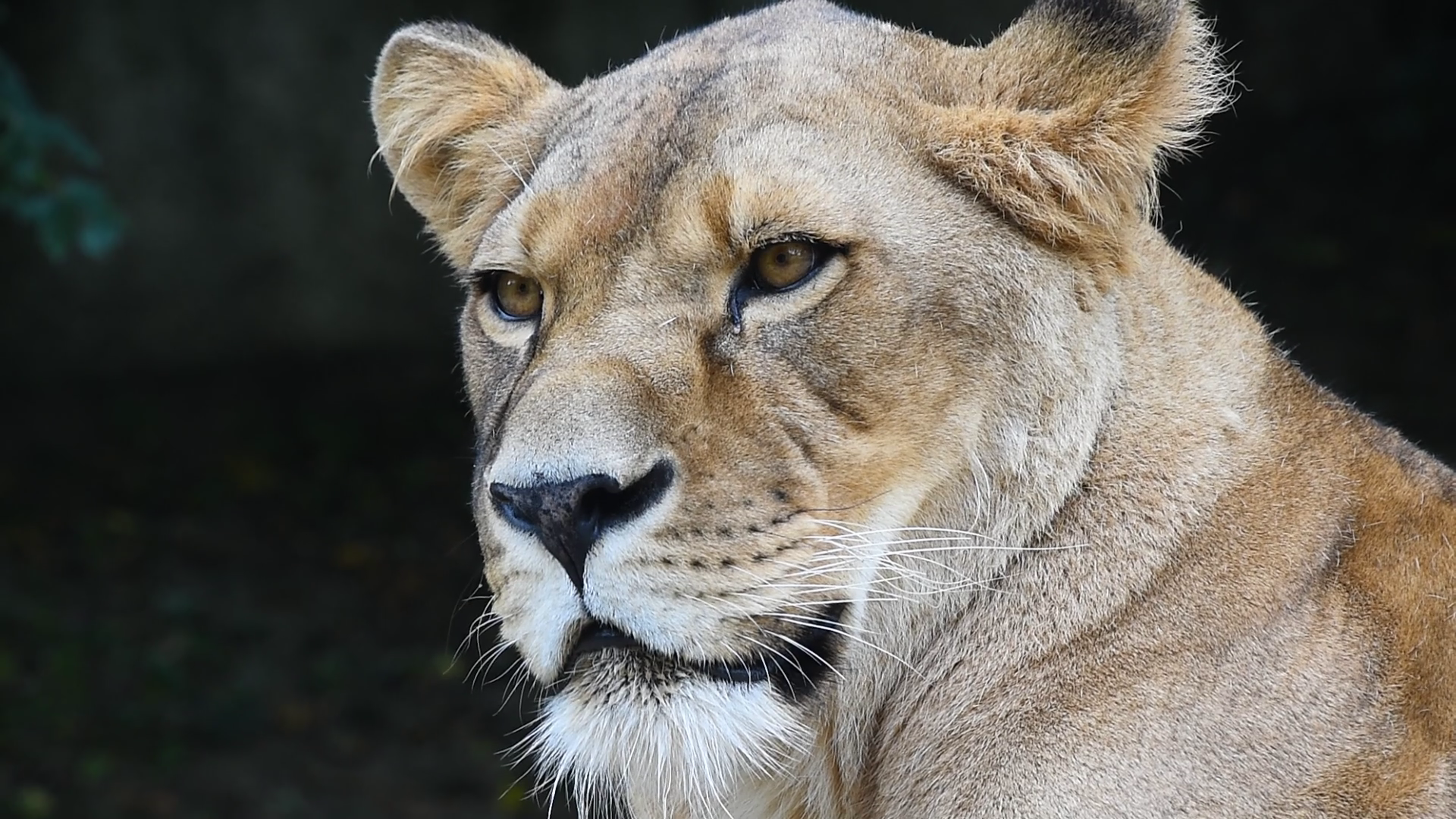 Close up full frame portrait of one beautiful mature African lioness ...