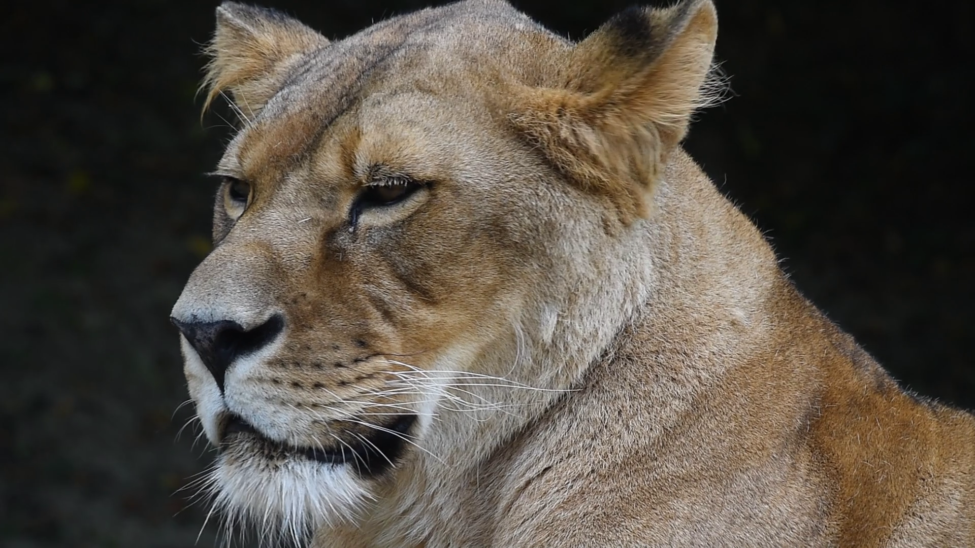 Close up full frame portrait of one beautiful mature African lioness ...