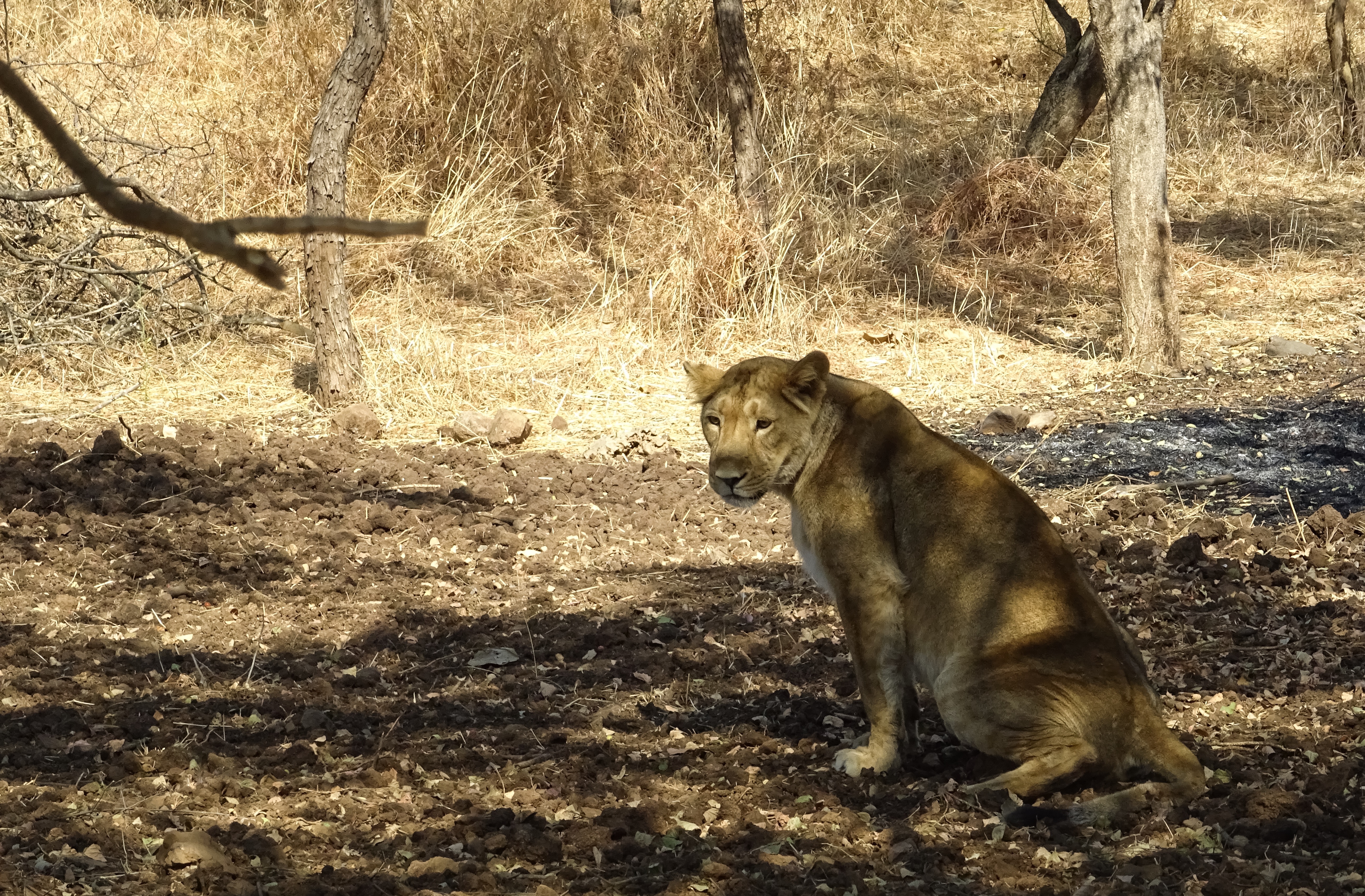 File:A lioness in Gir forest in Gujrat in india.jpg - Wikimedia Commons