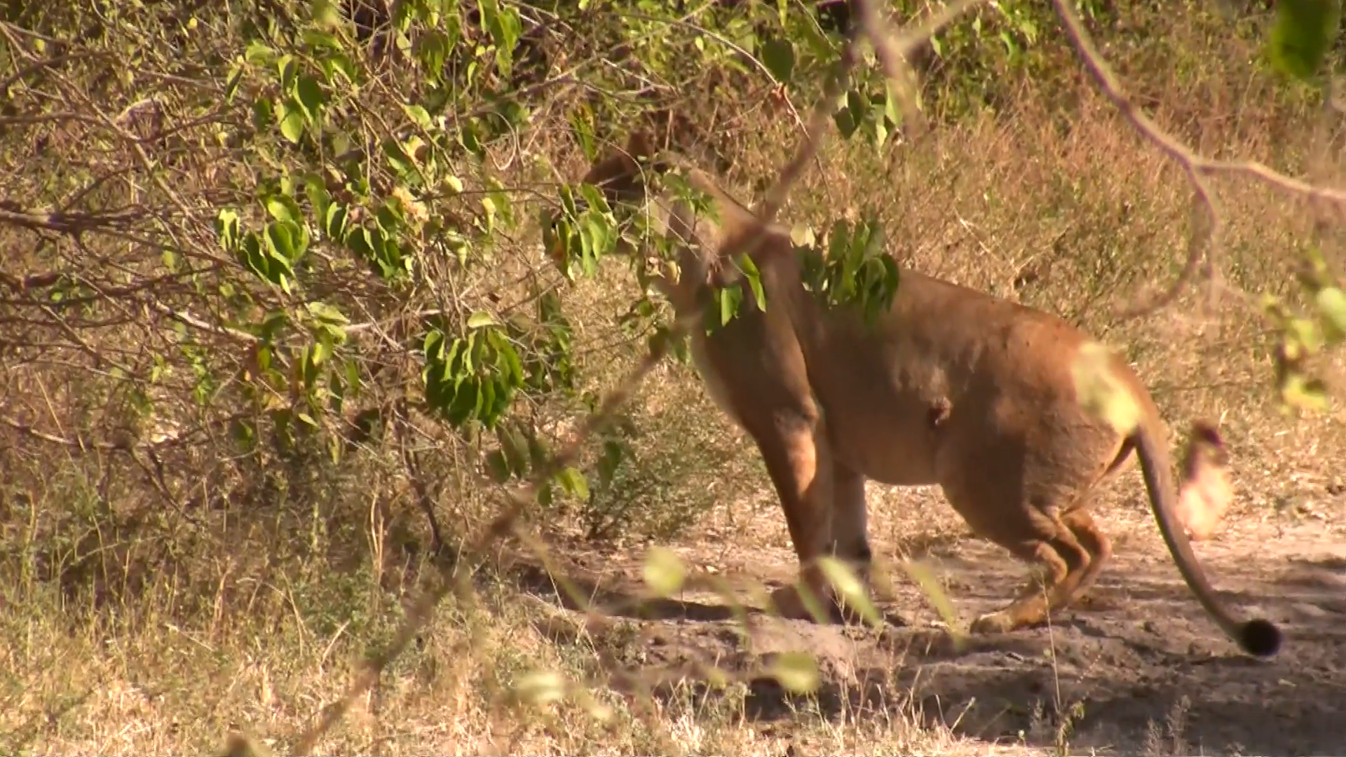 Lioness looking for prey in to the forest. Stock Video Footage ...