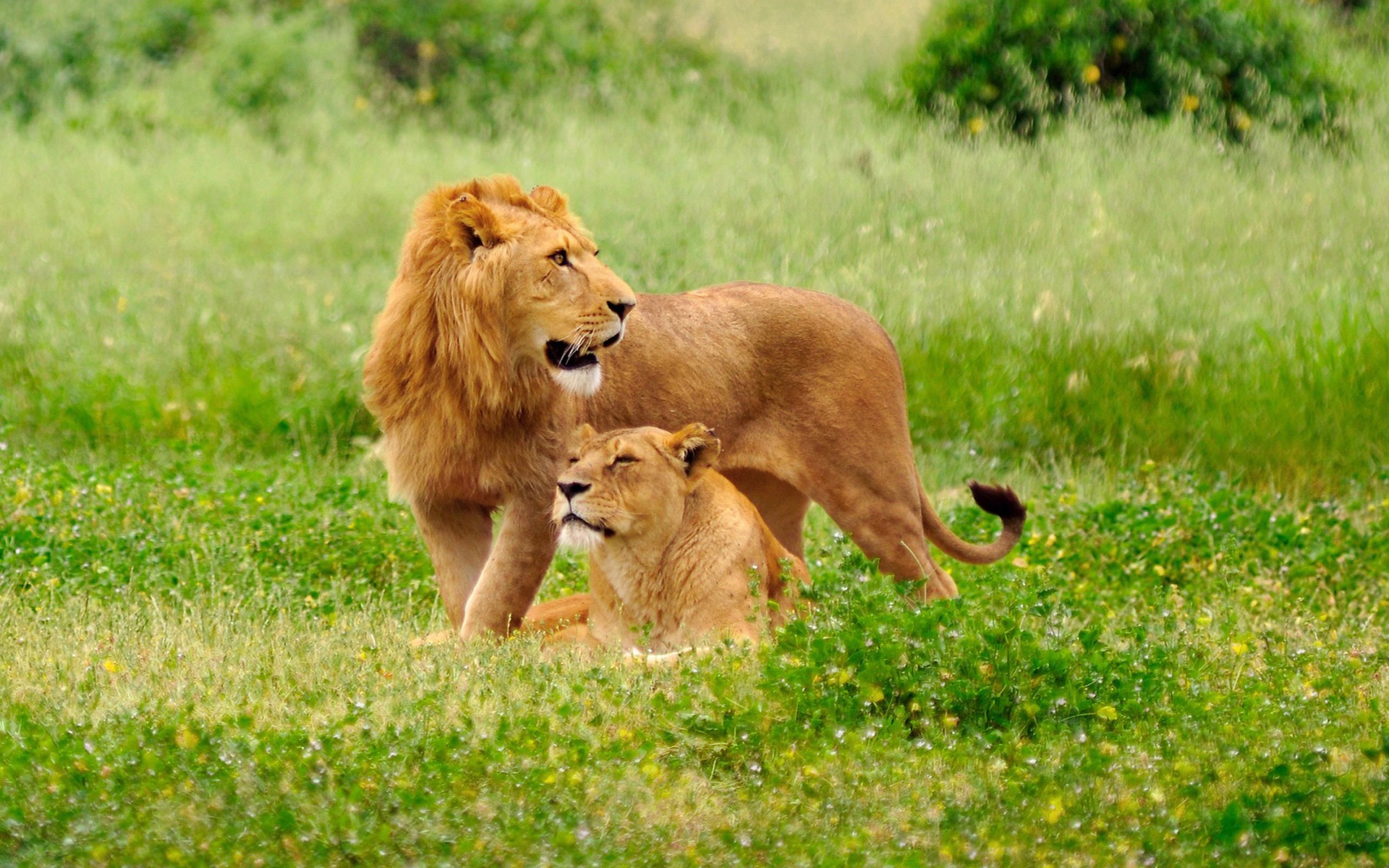 Lion and Lioness in forest wild animal wallpapers | Beautiful hd ...