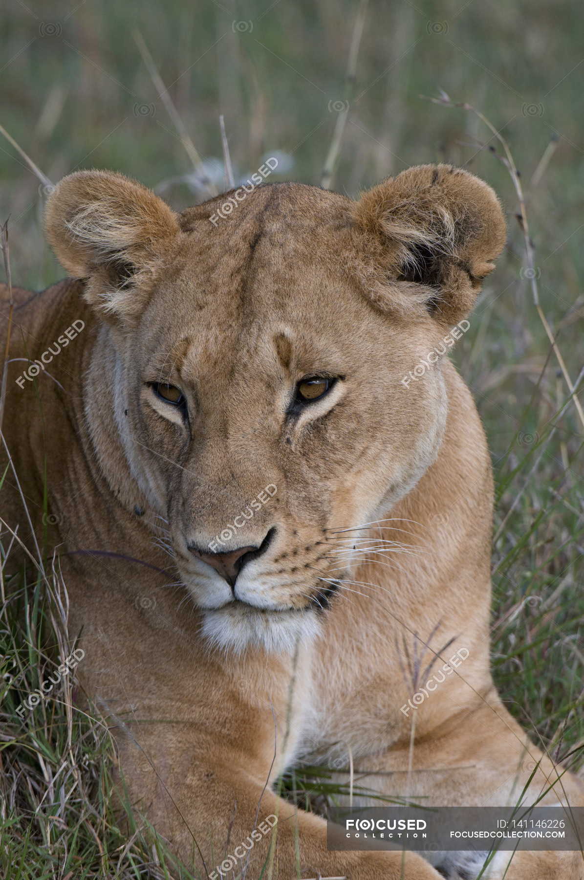 Lioness lying on ground — Stock Photo | #141146226
