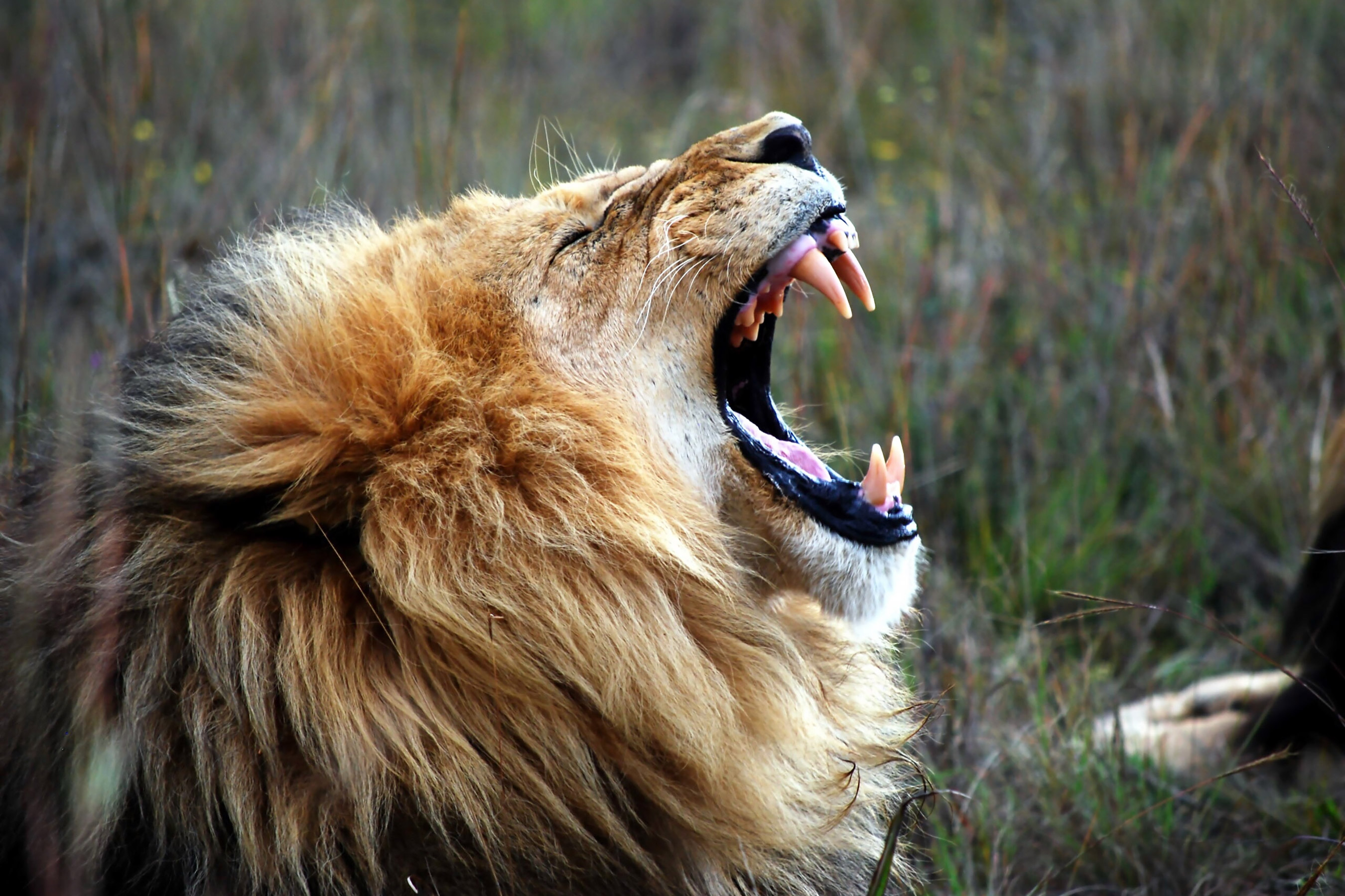 Lions Maul Lion Poacher to Death | PEOPLE.com