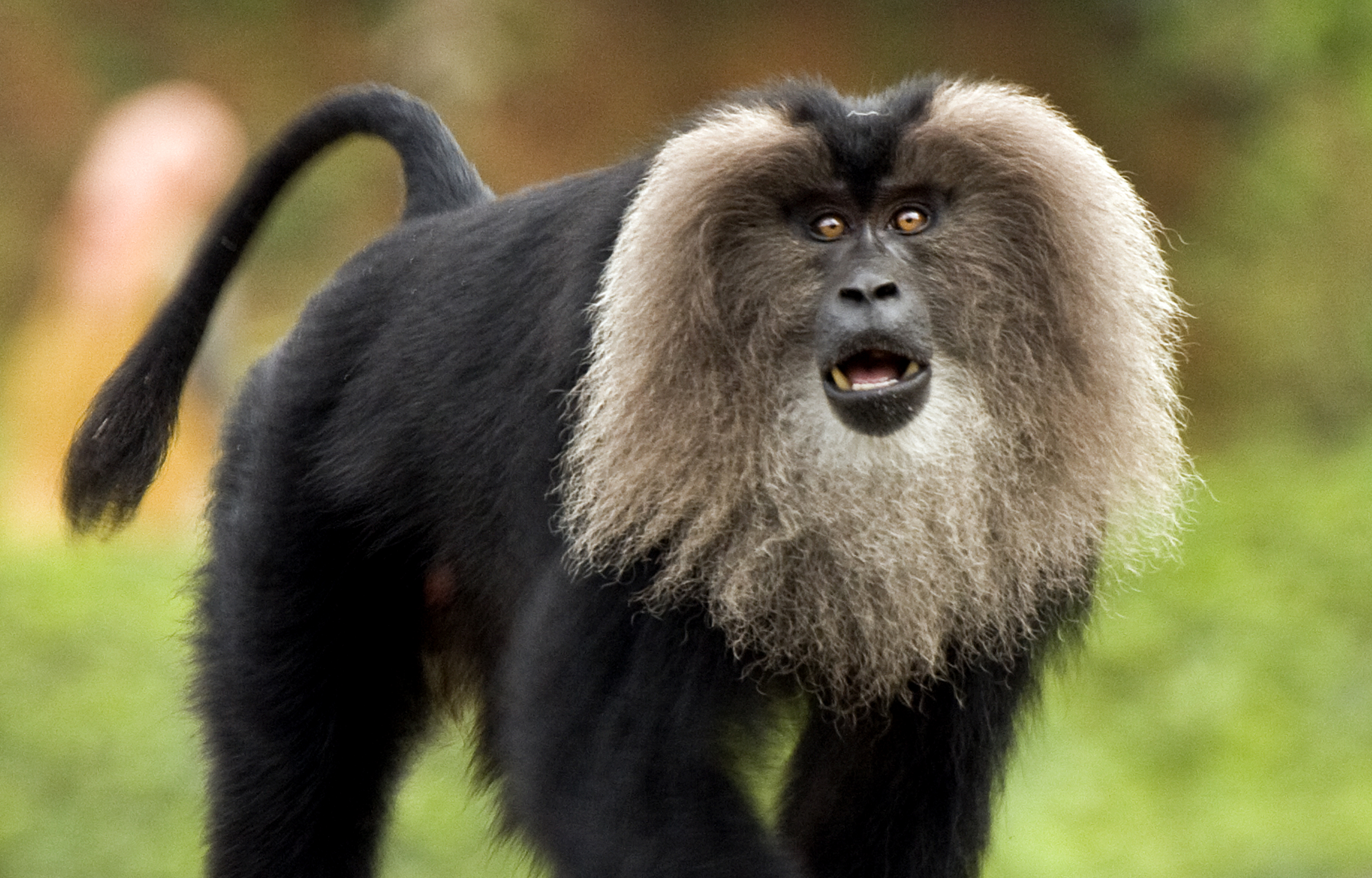File:Lion-tailed macaque by N A Nazeer.jpg - Wikimedia Commons