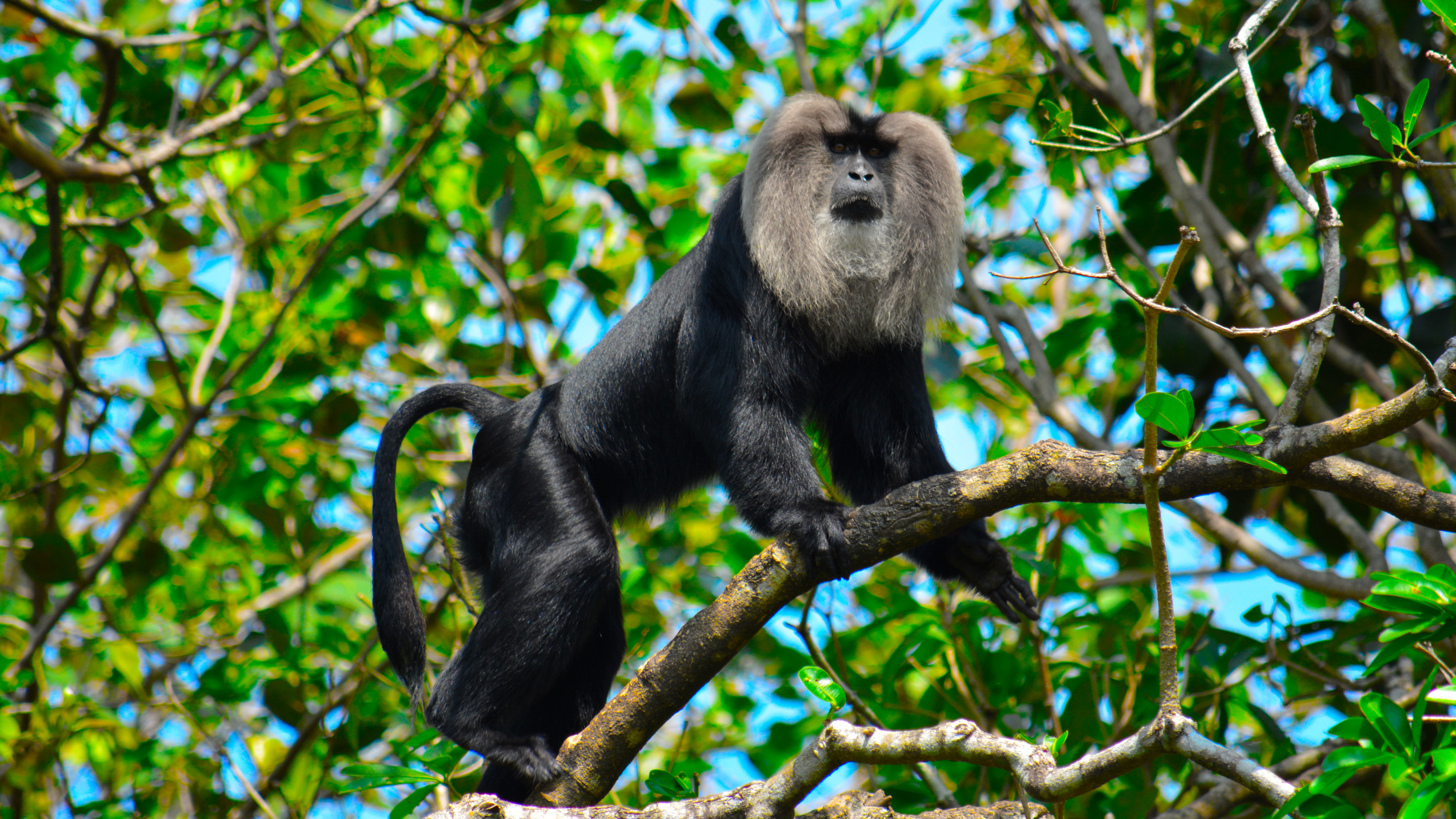 File:THE LION-TAILED MACAQUE.jpg - Wikimedia Commons