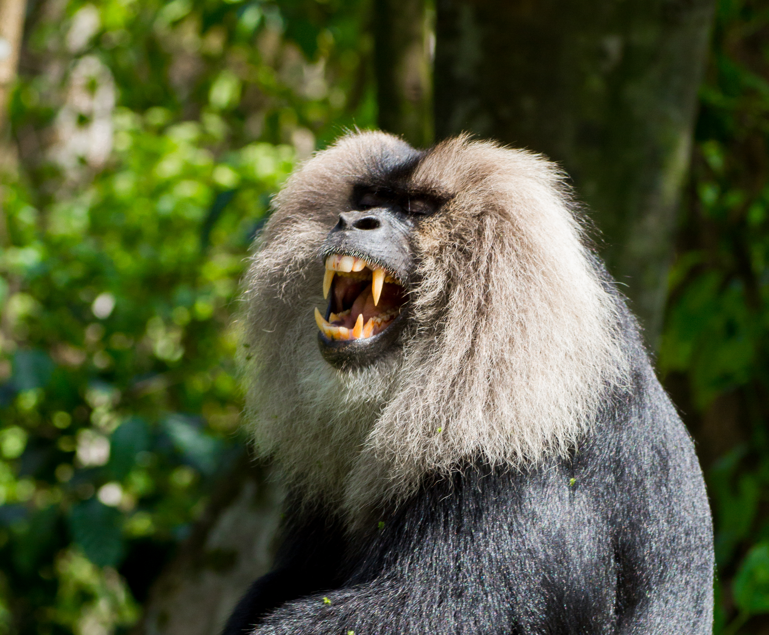 File:Lion-tailed macaque 3 by N A Nazeer.jpg - Wikimedia Commons