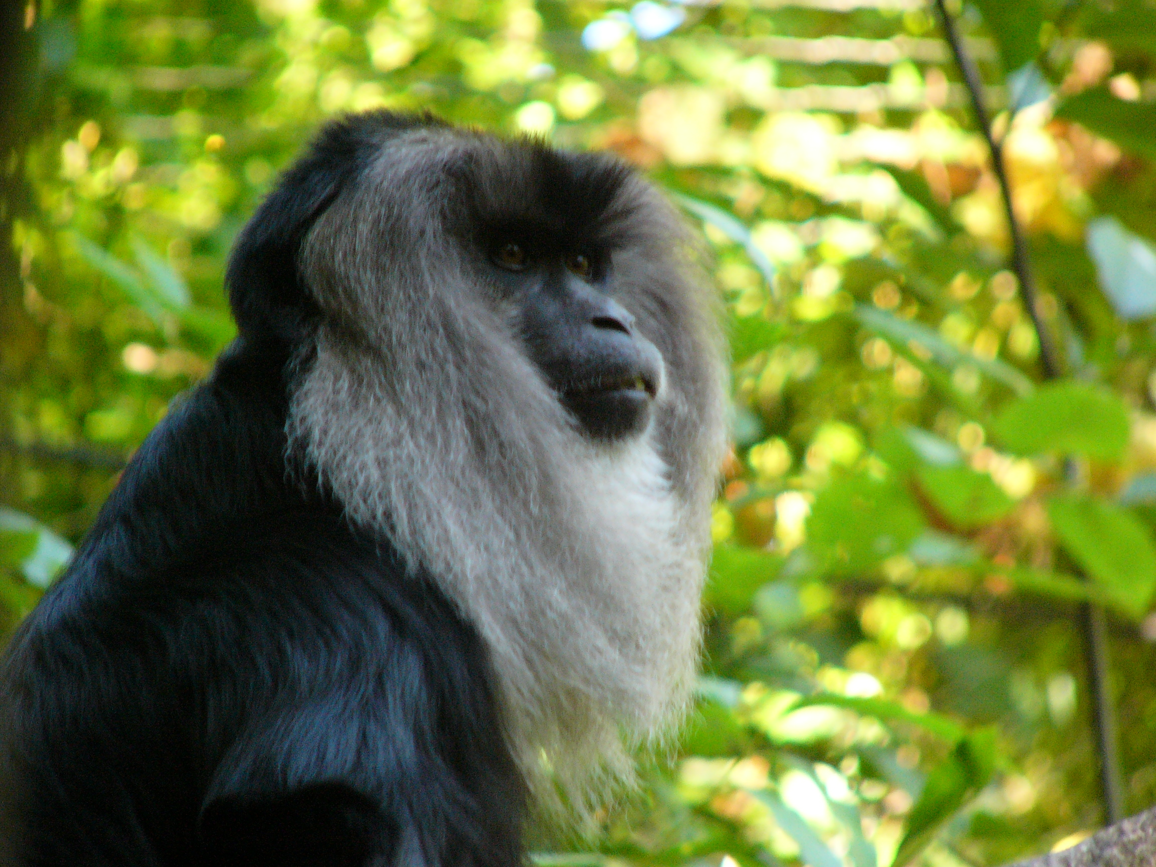 Habitat Fragmentation's Effect on an Endangered Indian Primate, the ...